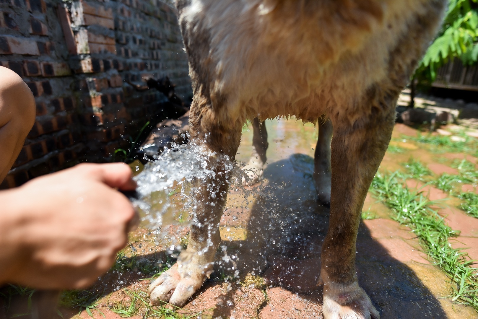 9x cực nhọc chống nóng cho đàn chó khổng lồ giá hàng trăm triệu đồng - 10