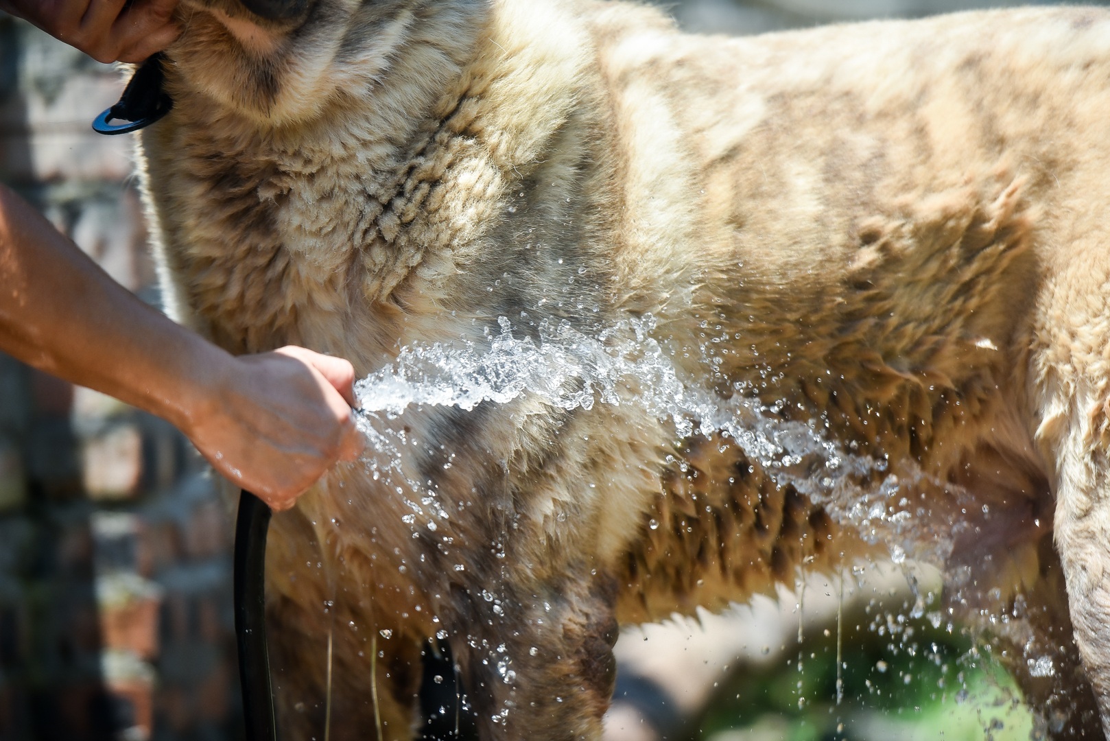 9x cực nhọc chống nóng cho đàn chó khổng lồ giá hàng trăm triệu đồng - 8