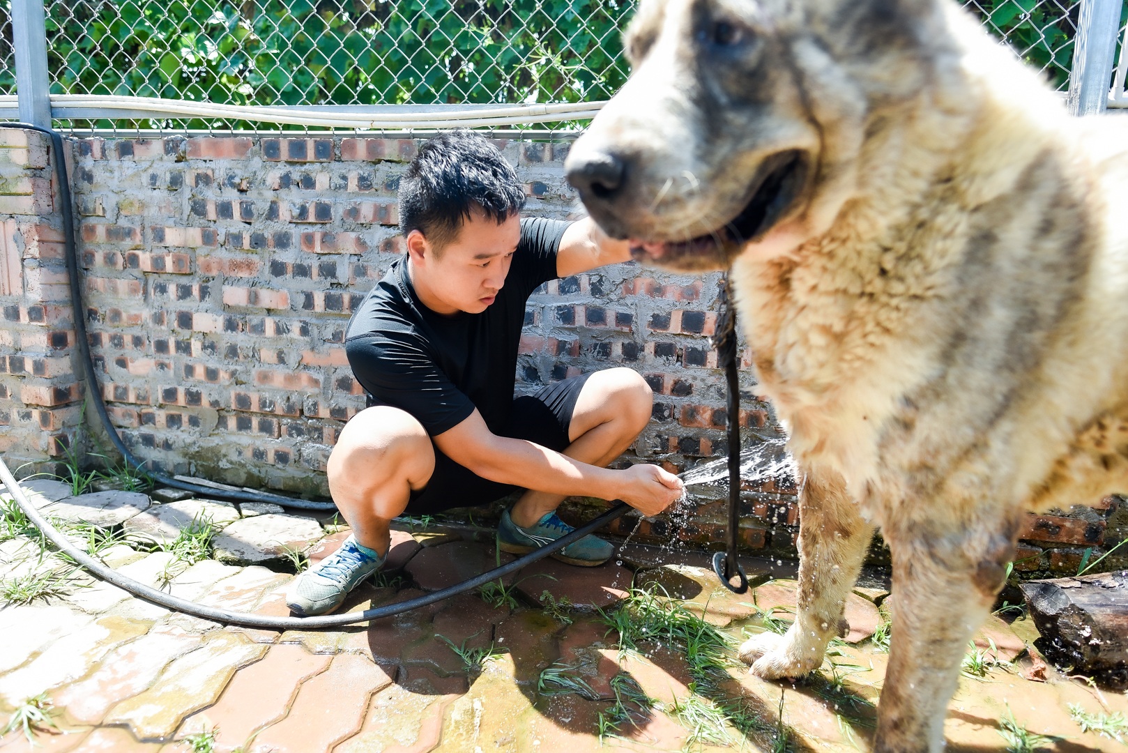 9x cực nhọc chống nóng cho đàn chó khổng lồ giá hàng trăm triệu đồng - 5