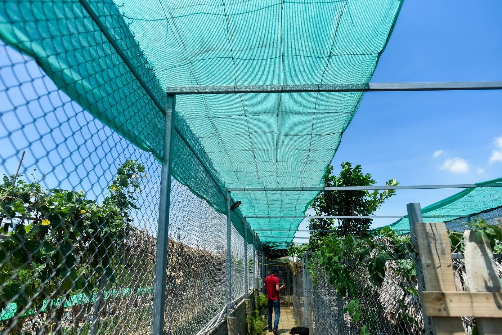 9x cực nhọc chống nóng cho đàn chó khổng lồ giá hàng trăm triệu đồng - 14