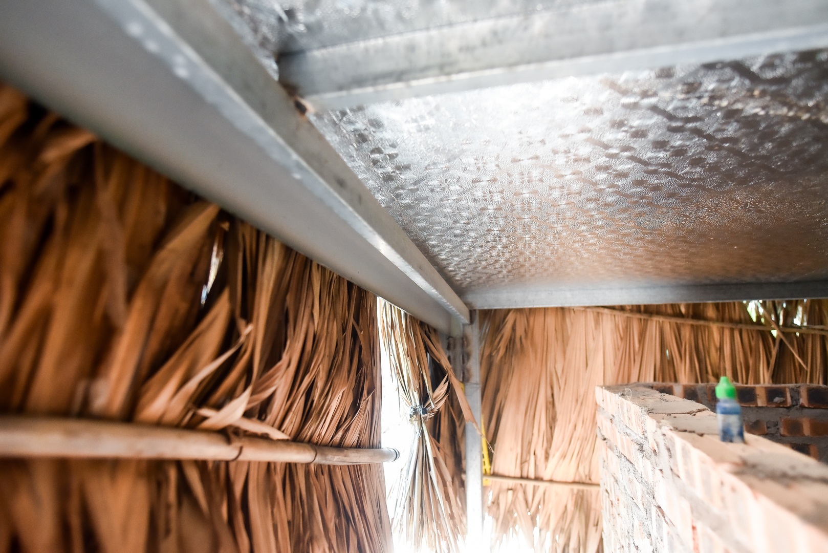 9x cực nhọc chống nóng cho đàn chó khổng lồ giá hàng trăm triệu đồng - 19