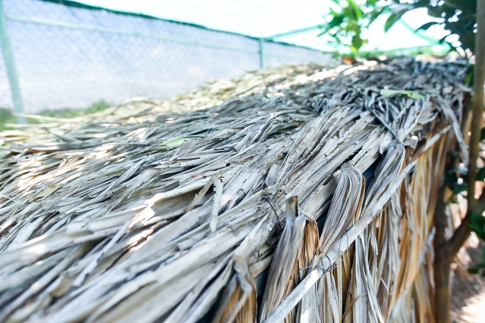 9x cực nhọc chống nóng cho đàn chó khổng lồ giá hàng trăm triệu đồng - 18