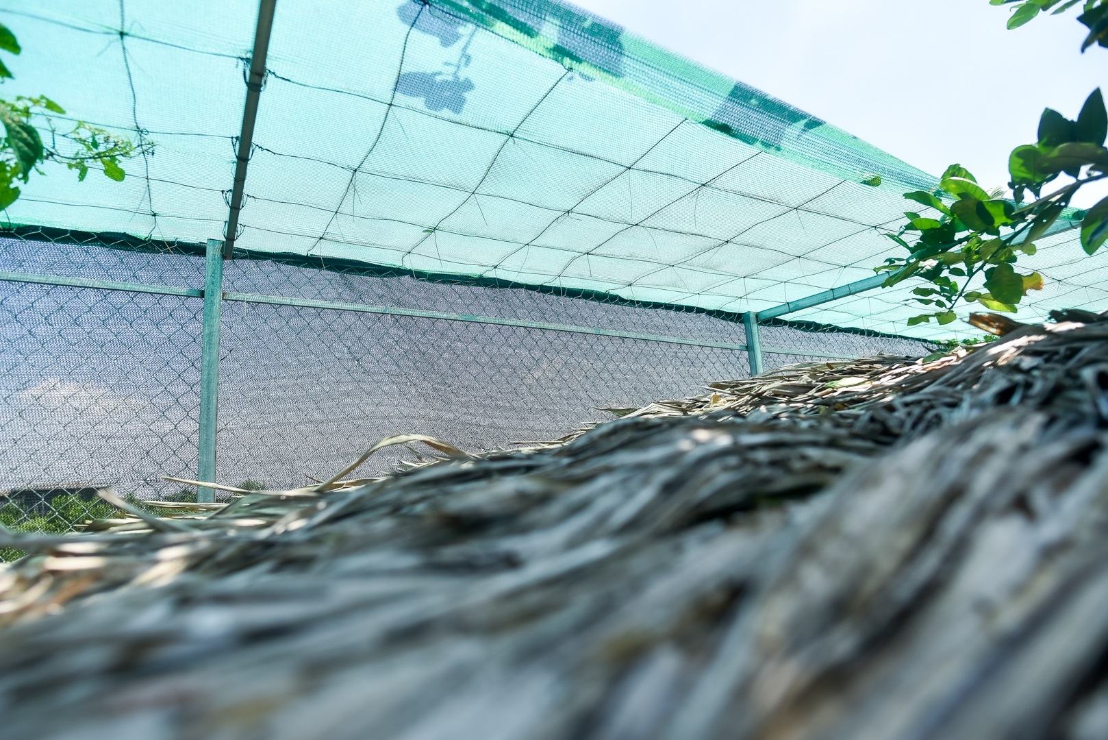 9x cực nhọc chống nóng cho đàn chó khổng lồ giá hàng trăm triệu đồng - 16