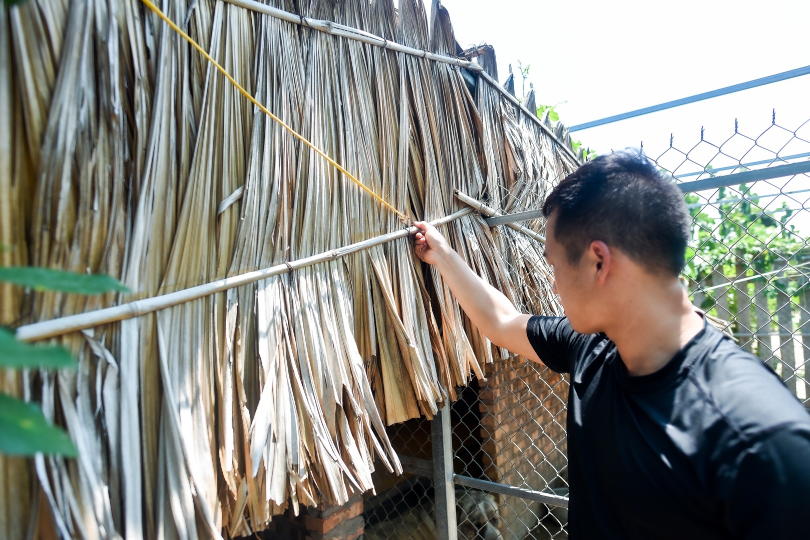 9x cực nhọc chống nóng cho đàn chó khổng lồ giá hàng trăm triệu đồng - 17