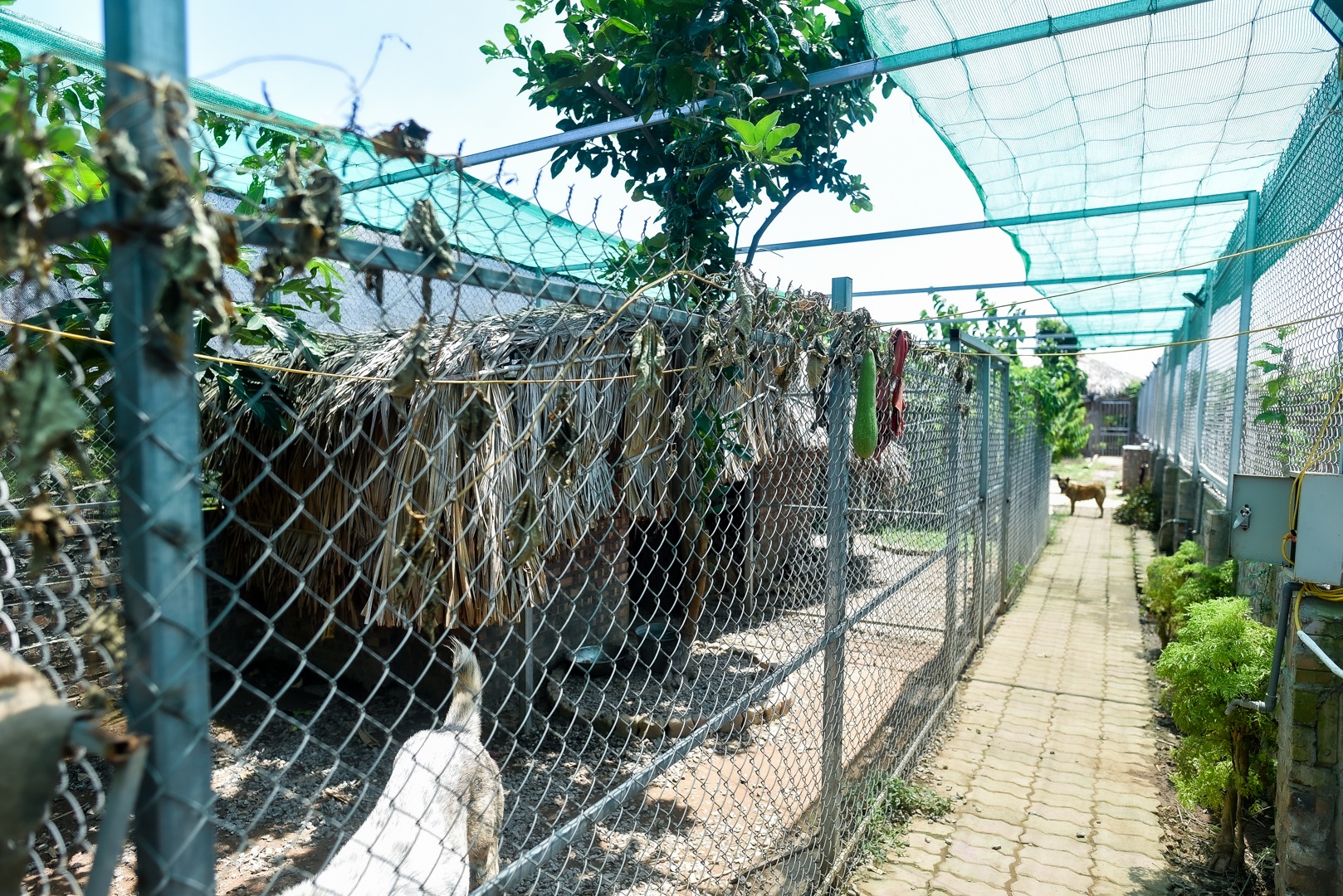 9x cực nhọc chống nóng cho đàn chó khổng lồ giá hàng trăm triệu đồng - 15