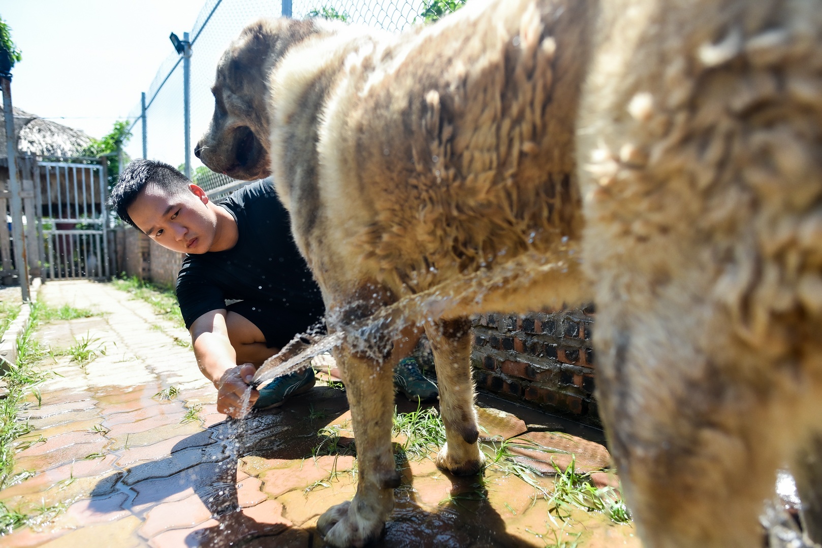 9x cực nhọc chống nóng cho đàn chó khổng lồ giá hàng trăm triệu đồng - 9