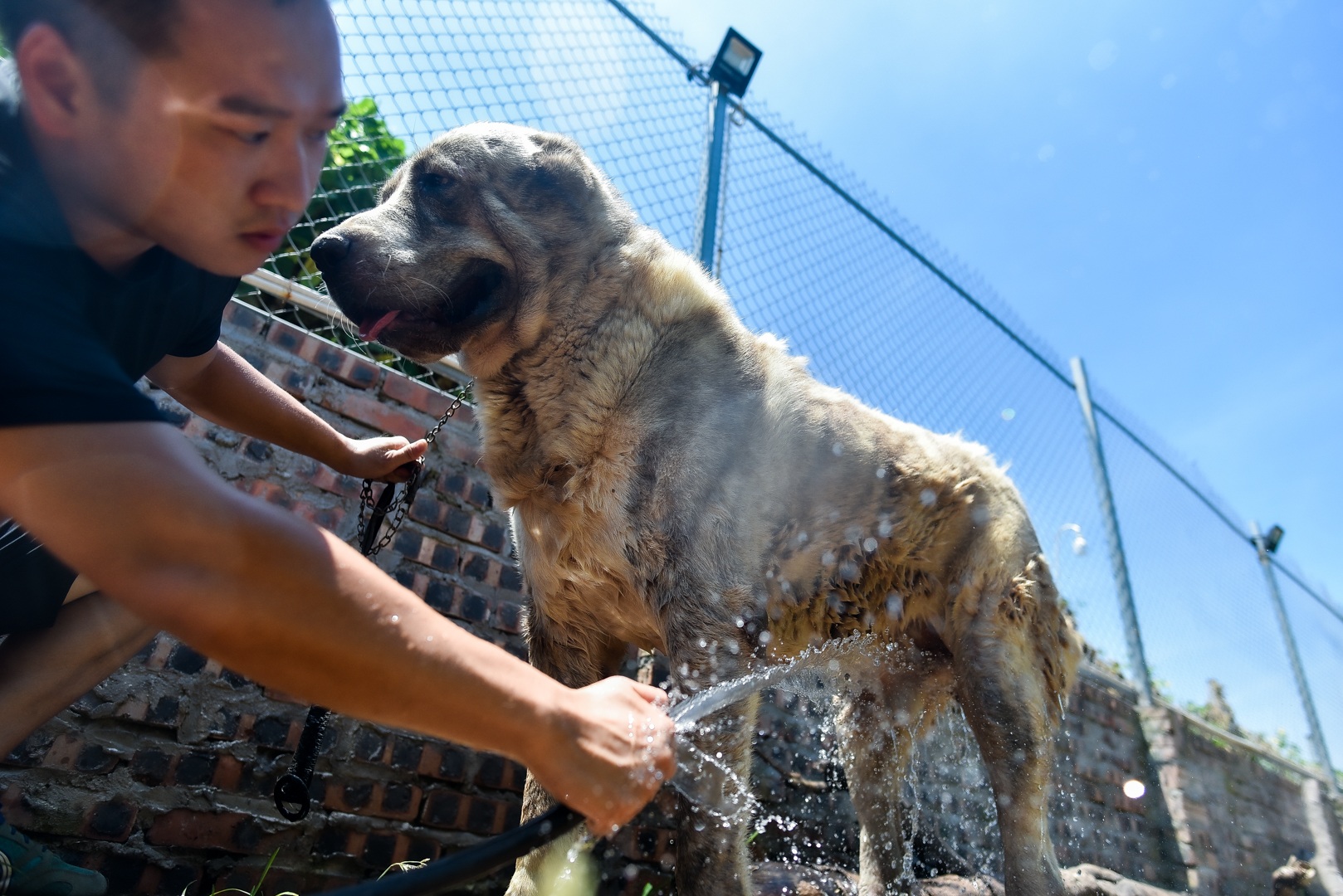 9x cực nhọc chống nóng cho đàn chó khổng lồ giá hàng trăm triệu đồng - 12
