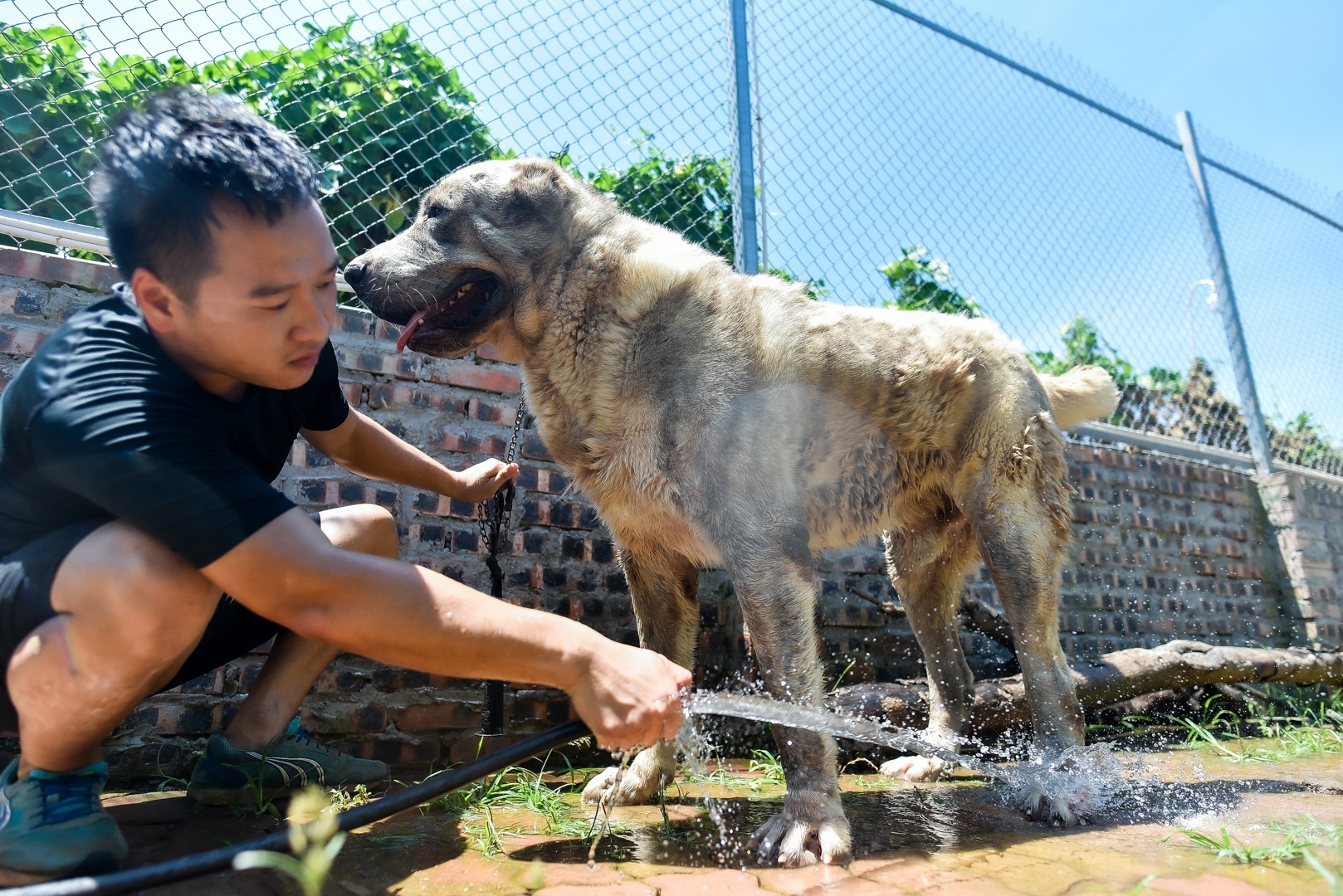 9x cực nhọc chống nóng cho đàn chó khổng lồ giá hàng trăm triệu đồng - 6