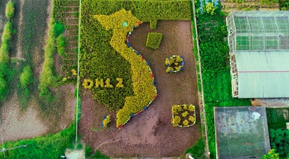 Độc đáo bản đồ Việt Nam ghép từ cây lúa ở Học viện Nông nghiệp - 1