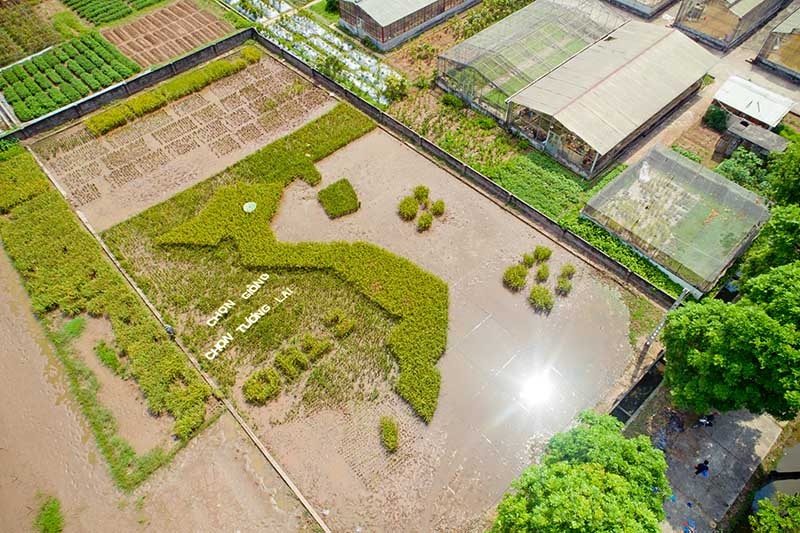 Độc đáo bản đồ Việt Nam ghép từ cây lúa ở Học viện Nông nghiệp - 6