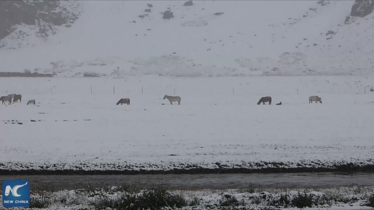 Bão tuyết bất ngờ xuất hiện giữa mùa hè ở Trung Quốc