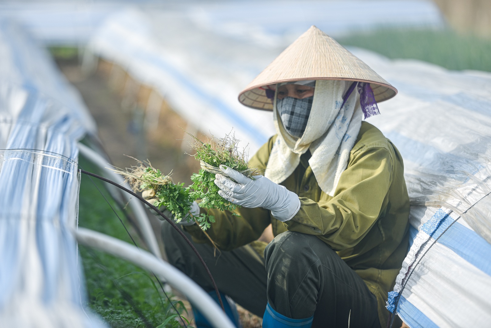 Hoảng hồn nhìn người dân tưới rau bằng nước thải đen ngòm - 17 Hoảng hồn nhìn người dân tưới rau bằng nước thải đen ngòm - 17