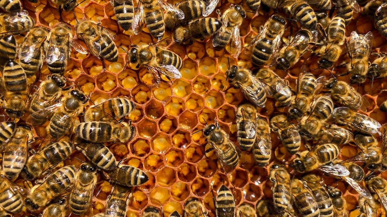 Ong làm mật như thế nào? - 1