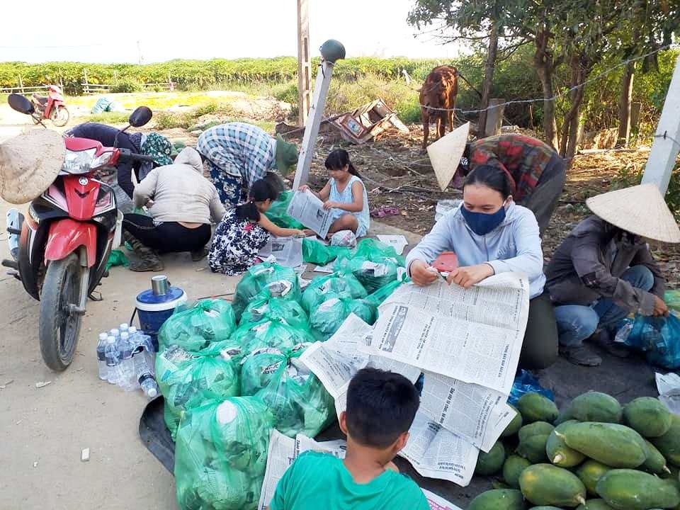 Đu đủ chín vàng cây, giá rớt thảm hại vì dịch Covid-19 - 6