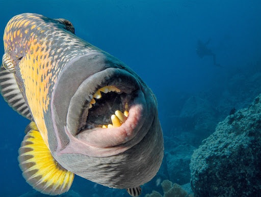 Рыба триггер фото чем опасна для человека