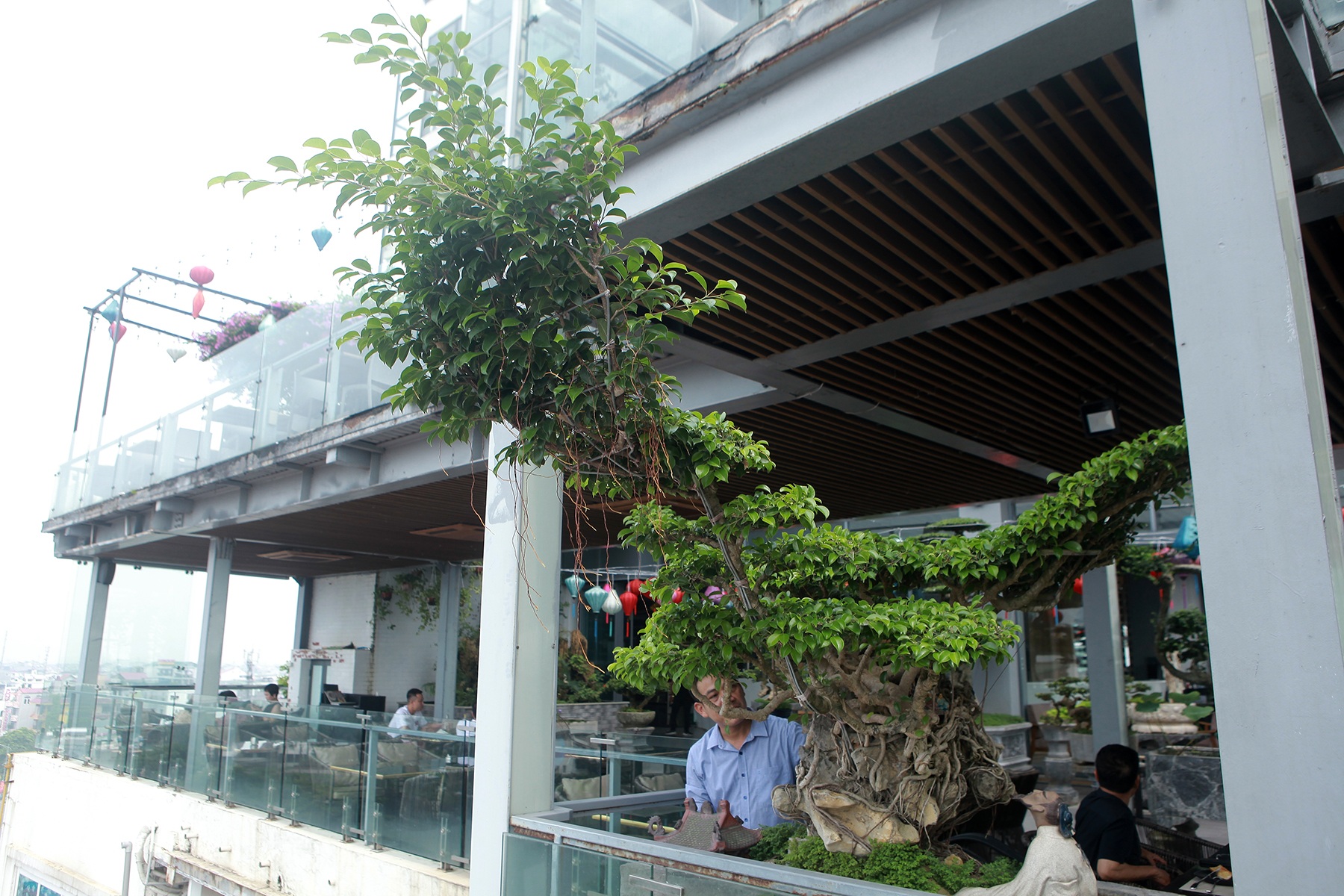 Mãn nhãn với vườn cây bonsai dáng quái giữa “lưng chừng trời” ở Hà Nội - 9