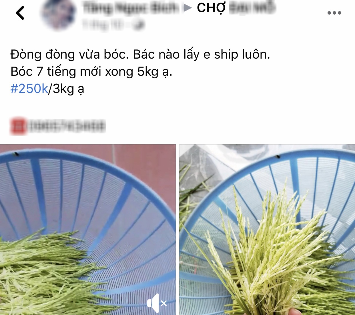 Rộ mốt săn lùng đòng đòng tươi, dân buôn bán mỗi ngày cả tạ - 3