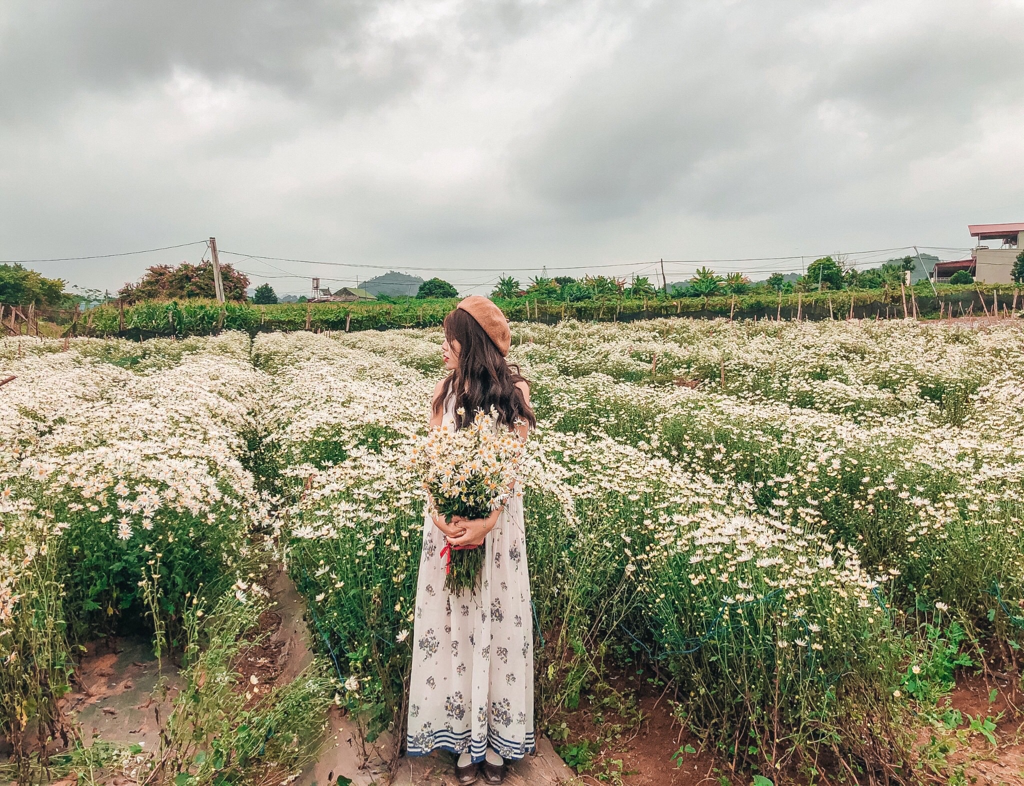 Dazedly admiring the chrysanthemum field in the middle of Moc Chau plateau - 17