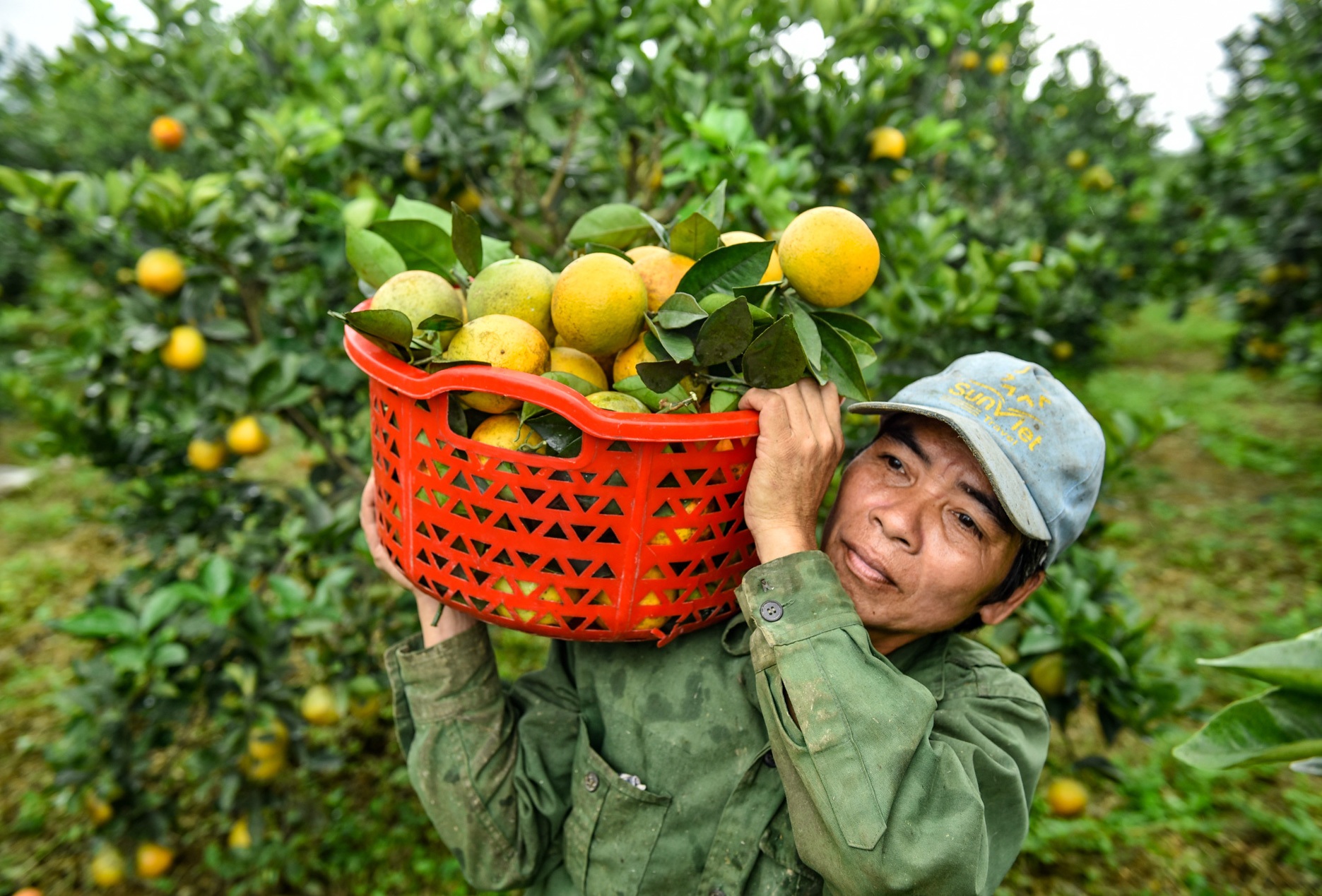 Nông dân miền núi thu tiền tỉ từ trồng cam | Báo Dân trí