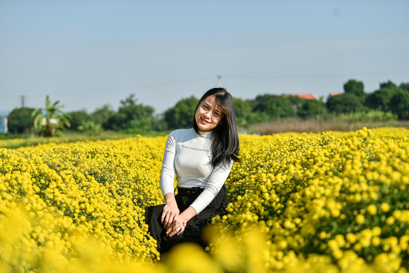 Gallery - Hoa cúc "tiến Vua" Hưng Yên vào mùa vàng rực | Báo Dân trí