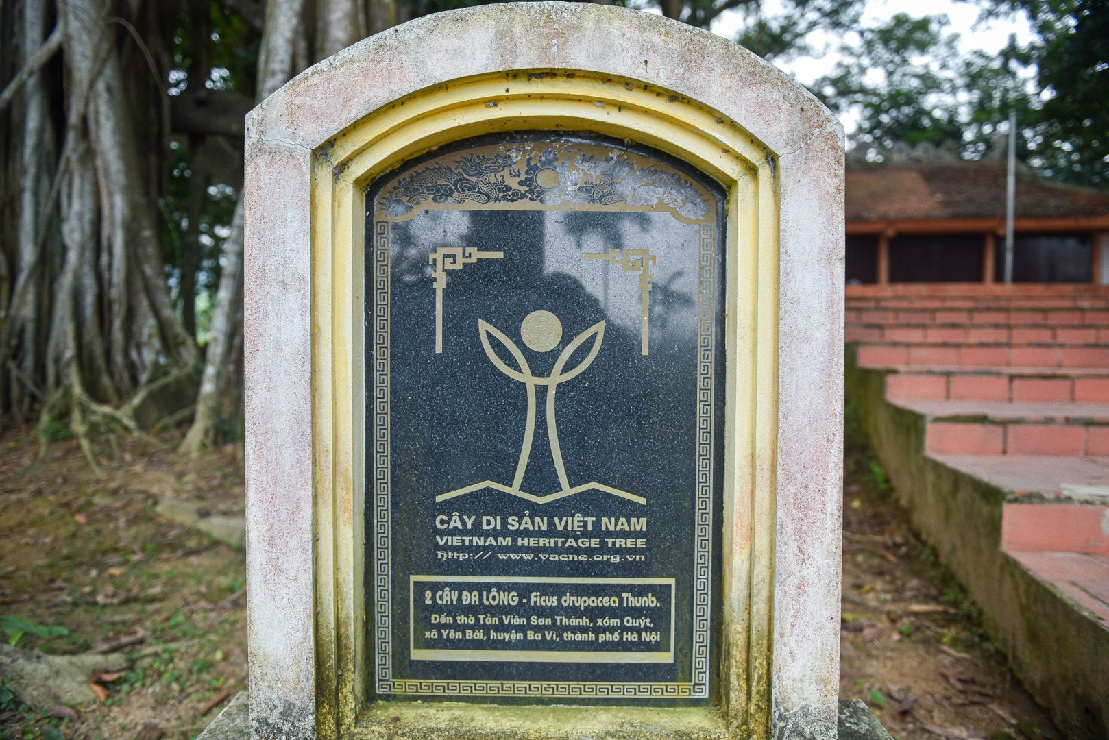 Unique thousand-year-old treasure in a sacred temple in Hanoi - 2