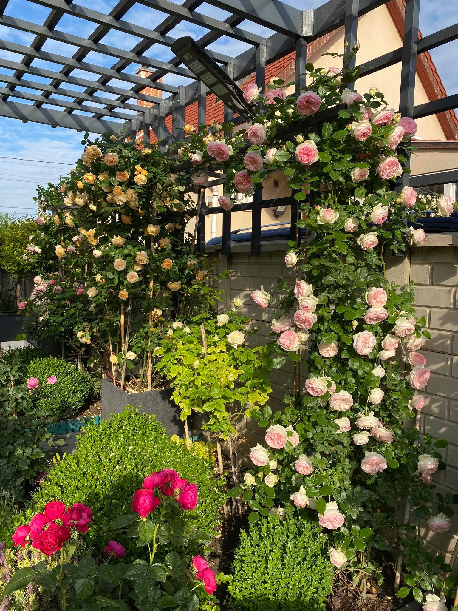 View - Choáng ngợp vườn hồng ngoại đẹp như cổ tích của vợ chồng Việt ở trời Tây | Báo Dân trí