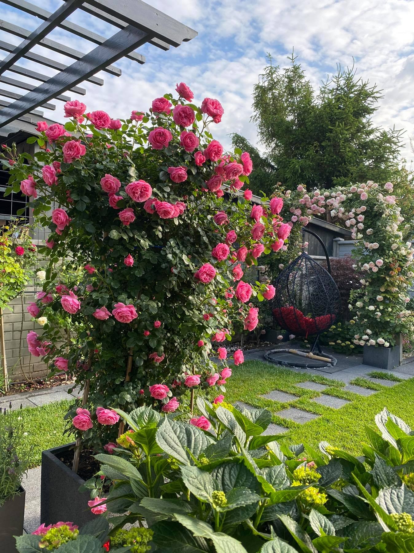 View - Choáng ngợp vườn hồng ngoại đẹp như cổ tích của vợ chồng Việt ở trời Tây | Báo Dân trí