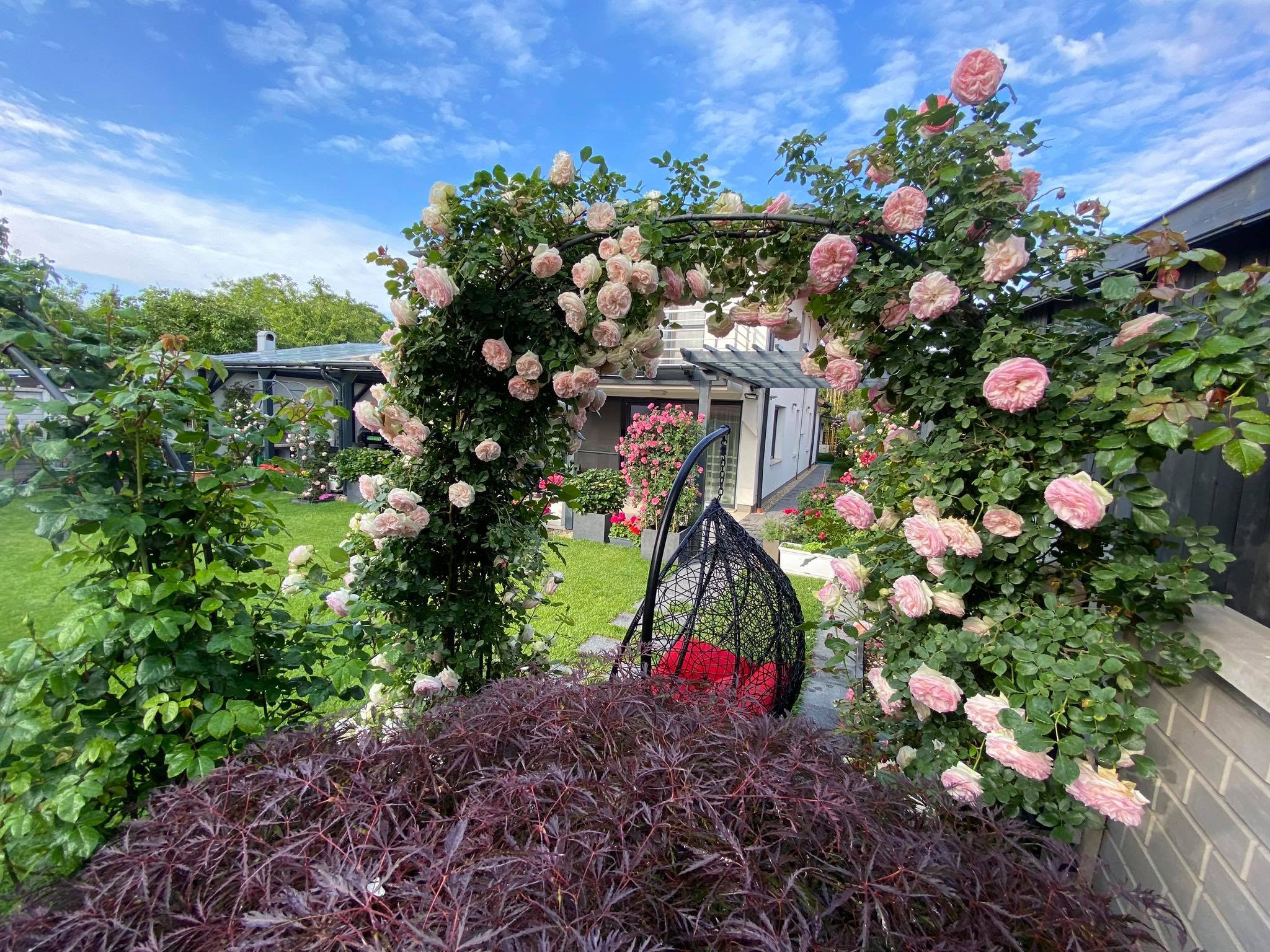 View - Choáng ngợp vườn hồng ngoại đẹp như cổ tích của vợ chồng Việt ở trời Tây | Báo Dân trí