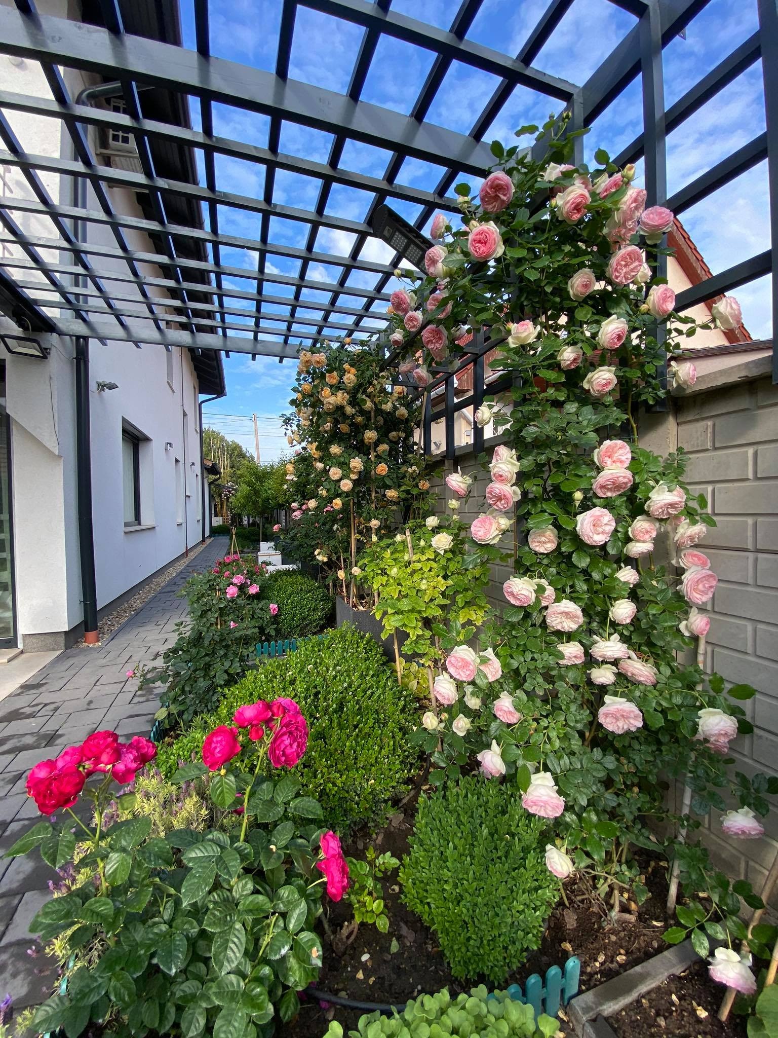 View - Choáng ngợp vườn hồng ngoại đẹp như cổ tích của vợ chồng Việt ở trời Tây | Báo Dân trí