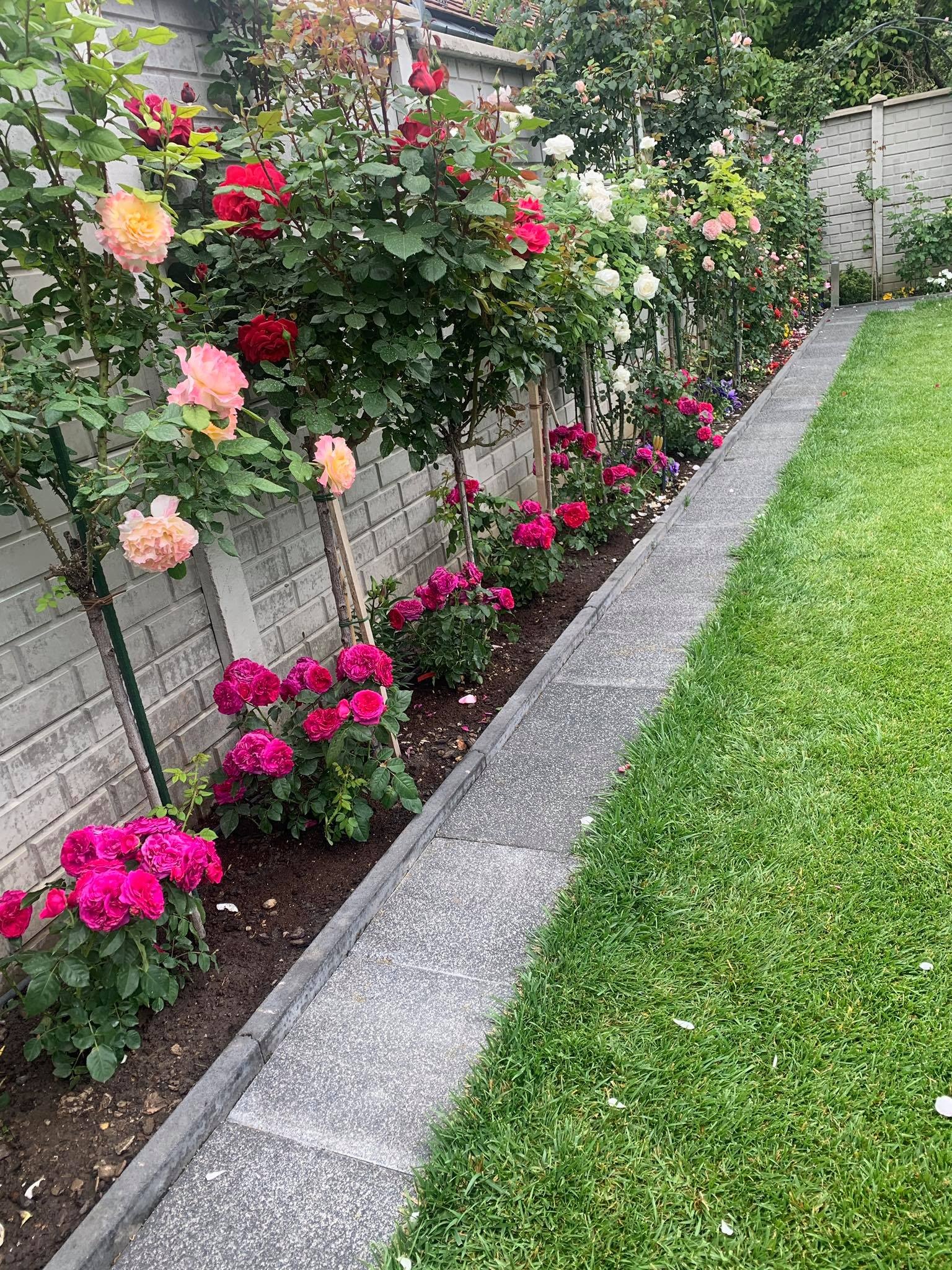 View - Choáng ngợp vườn hồng ngoại đẹp như cổ tích của vợ chồng Việt ở trời Tây | Báo Dân trí