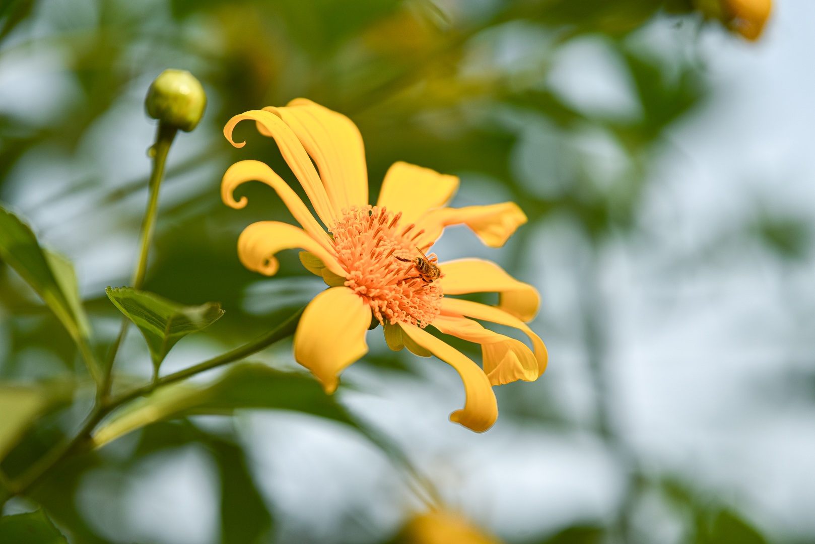 View - Thích thú check-in với hoa dã quỳ đẹp ngất ngây ngay giữa lòng Hà Nội | Báo Dân trí