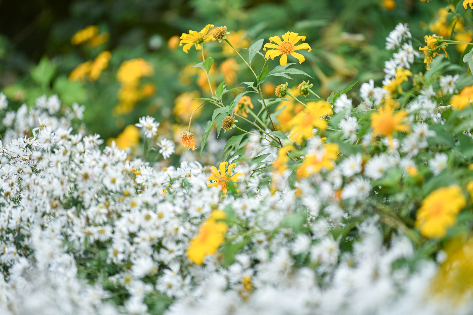 View - Thích thú check-in với hoa dã quỳ đẹp ngất ngây ngay giữa lòng Hà Nội | Báo Dân trí