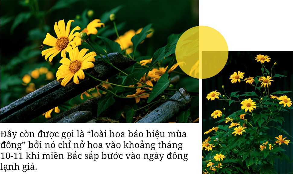 Về Ecopark ngắm cánh đồng hoa dã quỳ ngập tràn sắc vàng giữa trời đông - 6 Về Ecopark ngắm cánh đồng hoa dã quỳ ngập tràn sắc vàng giữa trời đông - 6