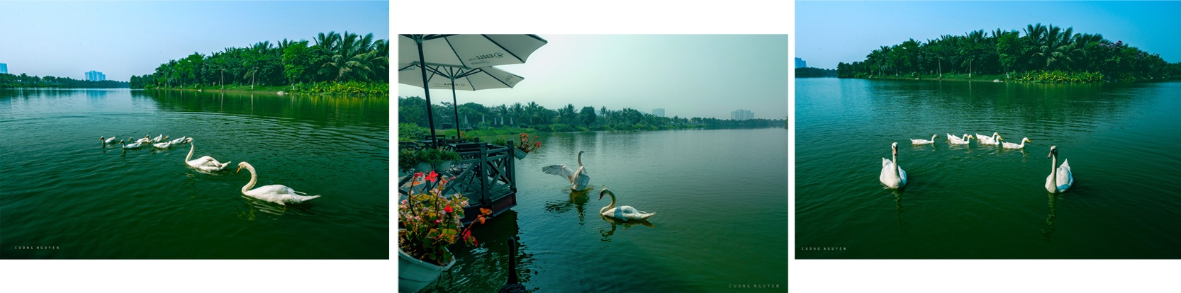 Về Ecopark ngắm cánh đồng hoa dã quỳ ngập tràn sắc vàng giữa trời đông - 9 Về Ecopark ngắm cánh đồng hoa dã quỳ ngập tràn sắc vàng giữa trời đông - 9