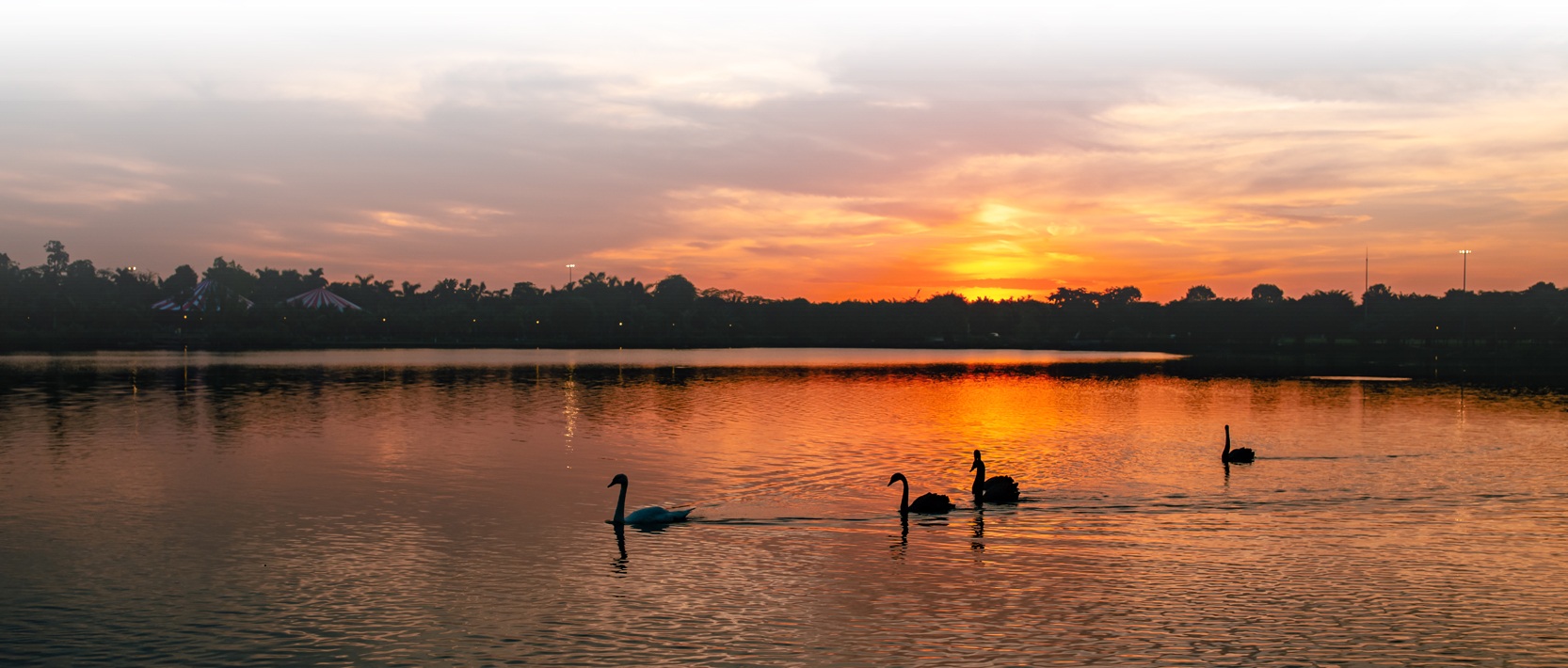 Về Ecopark ngắm cánh đồng hoa dã quỳ ngập tràn sắc vàng giữa trời đông - 10 Về Ecopark ngắm cánh đồng hoa dã quỳ ngập tràn sắc vàng giữa trời đông - 10