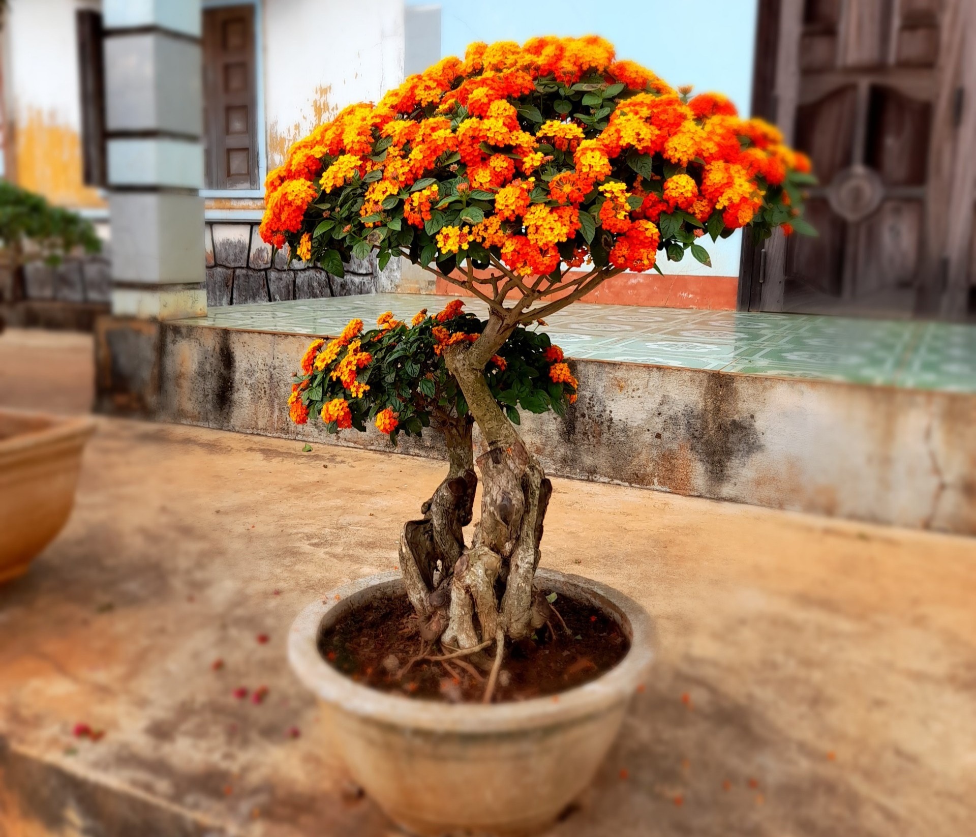 Nông dân biến cây hoa dại thành bonsai ngũ sắc tiền triệu - 5