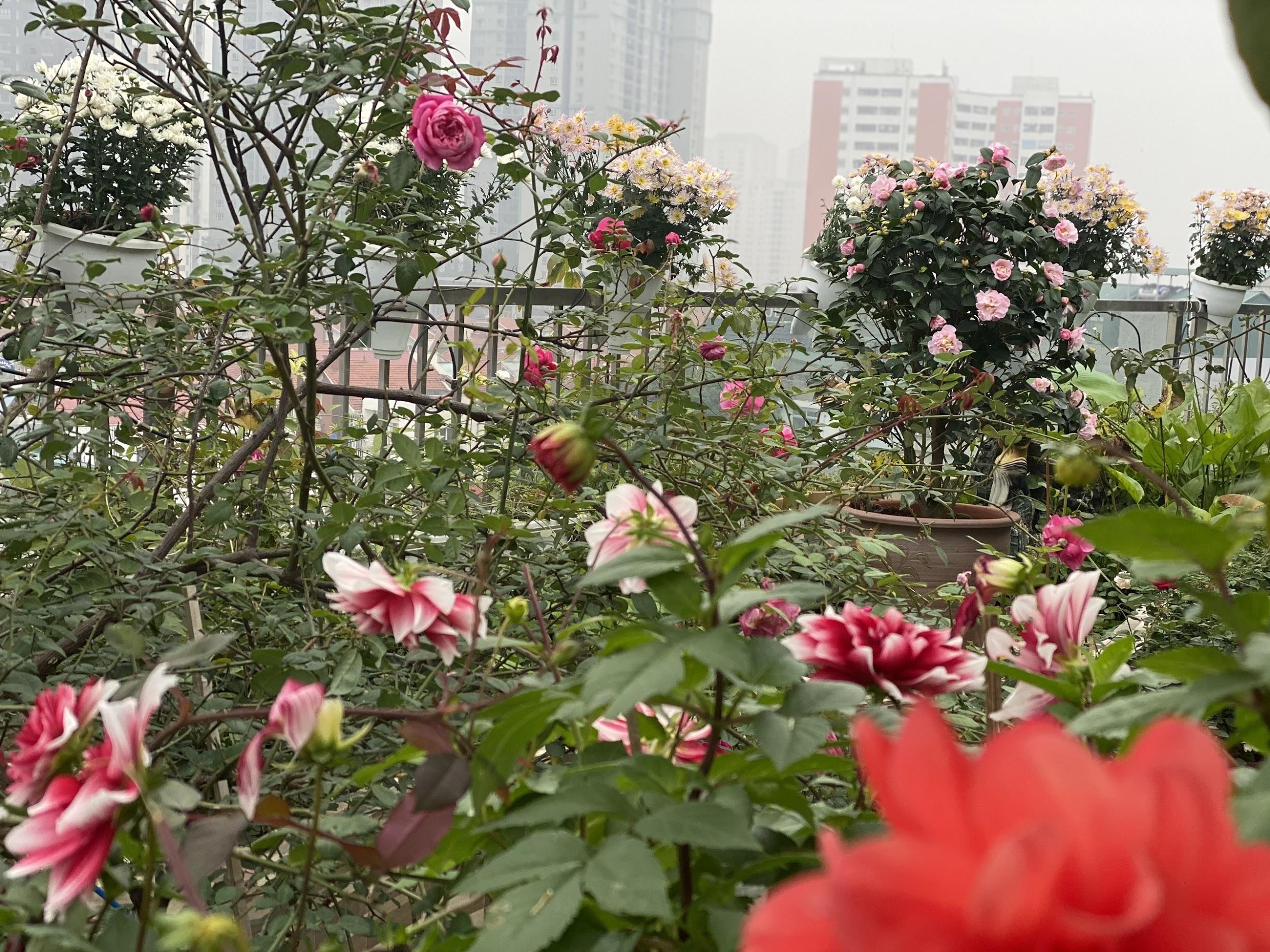Vườn hoa 200m2 trên sân thượng, đẹp như tiên cảnh của mẹ đảm Hà thành - 5