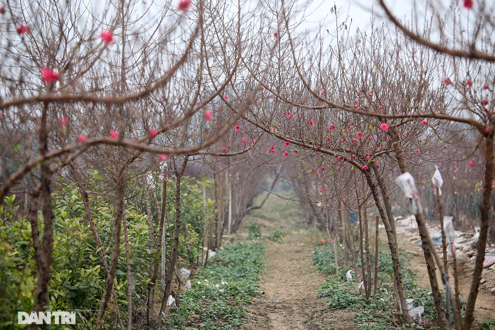 Hoa đào đỏ rực phủ kín cánh đồng Nhật Tân rộng bát ngát - 14