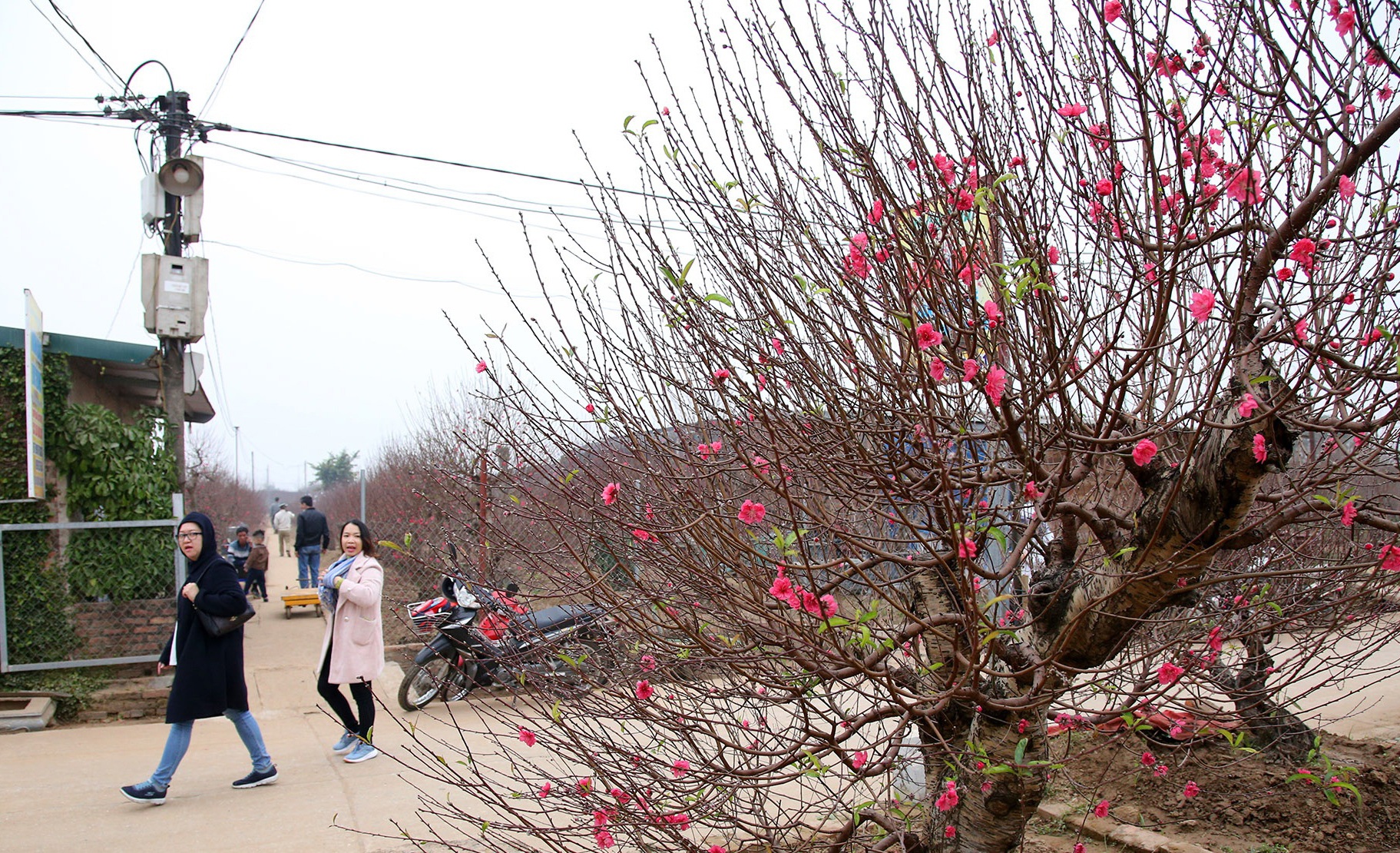 Hoa đào đỏ rực phủ kín cánh đồng Nhật Tân rộng bát ngát