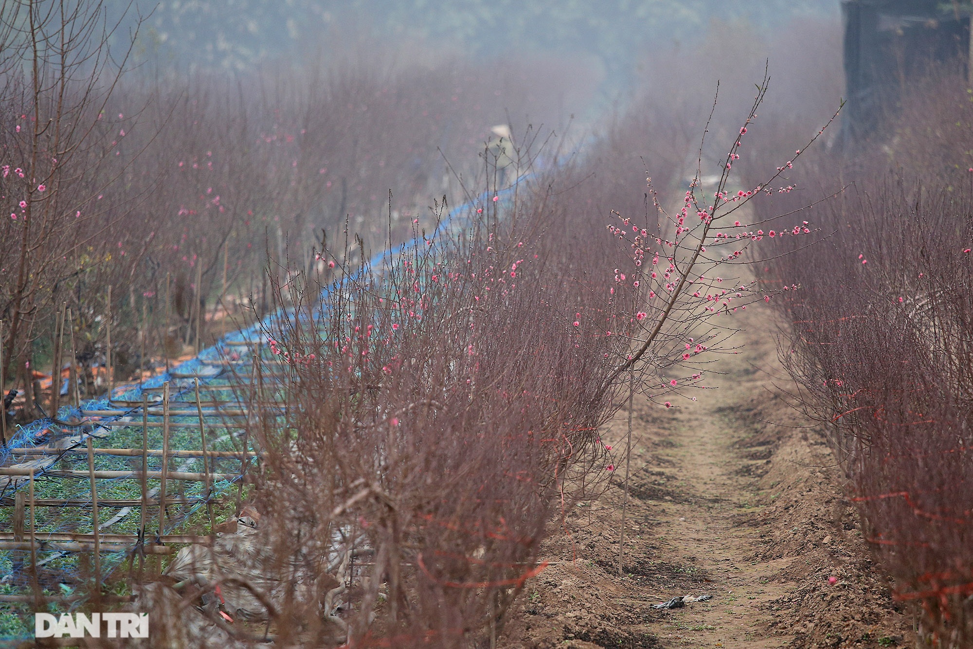 Hoa đào đỏ rực phủ kín cánh đồng Nhật Tân rộng bát ngát - 4