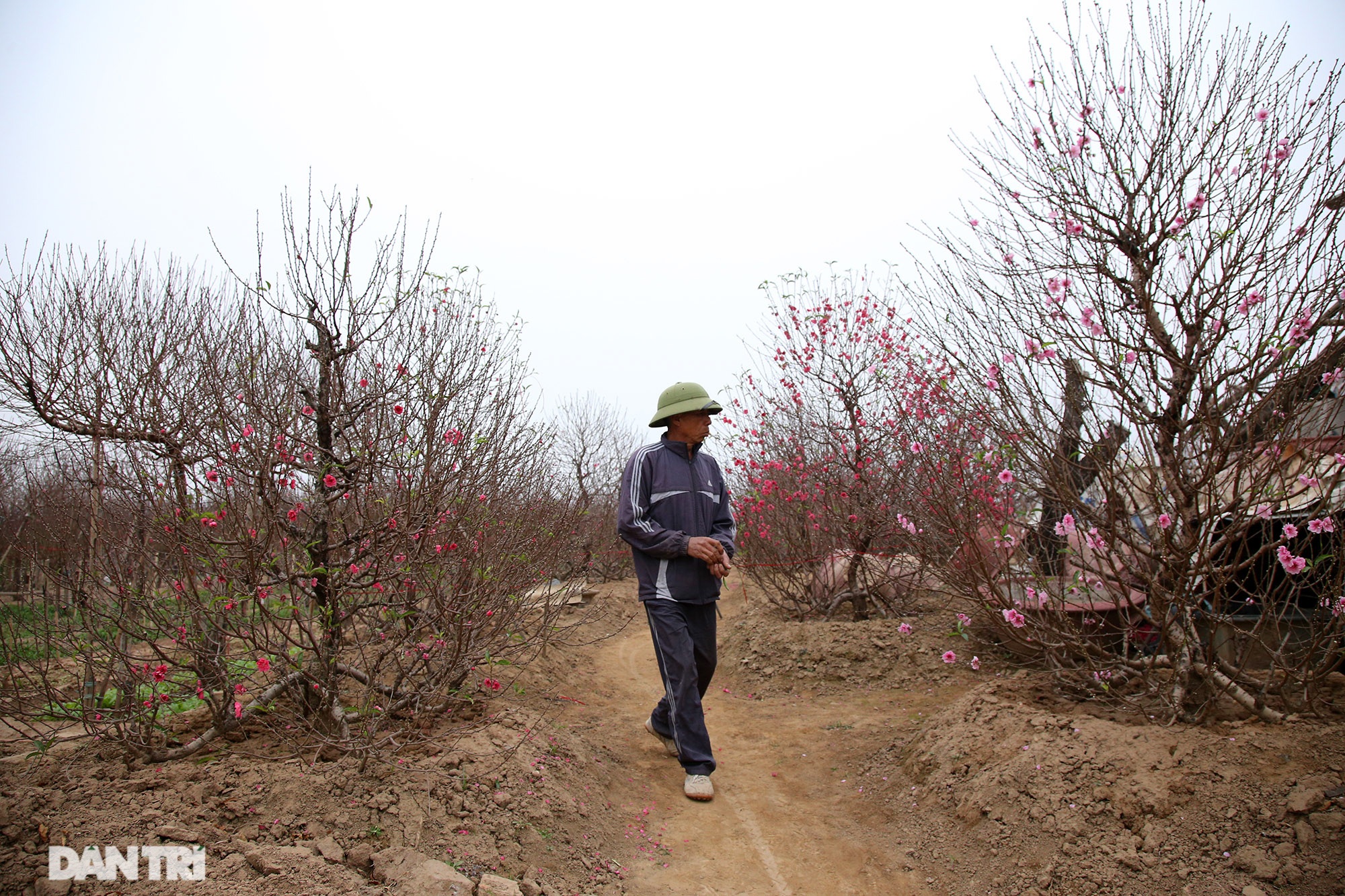 The bright red peach blossoms covered the vast Nhat Tan field - 5