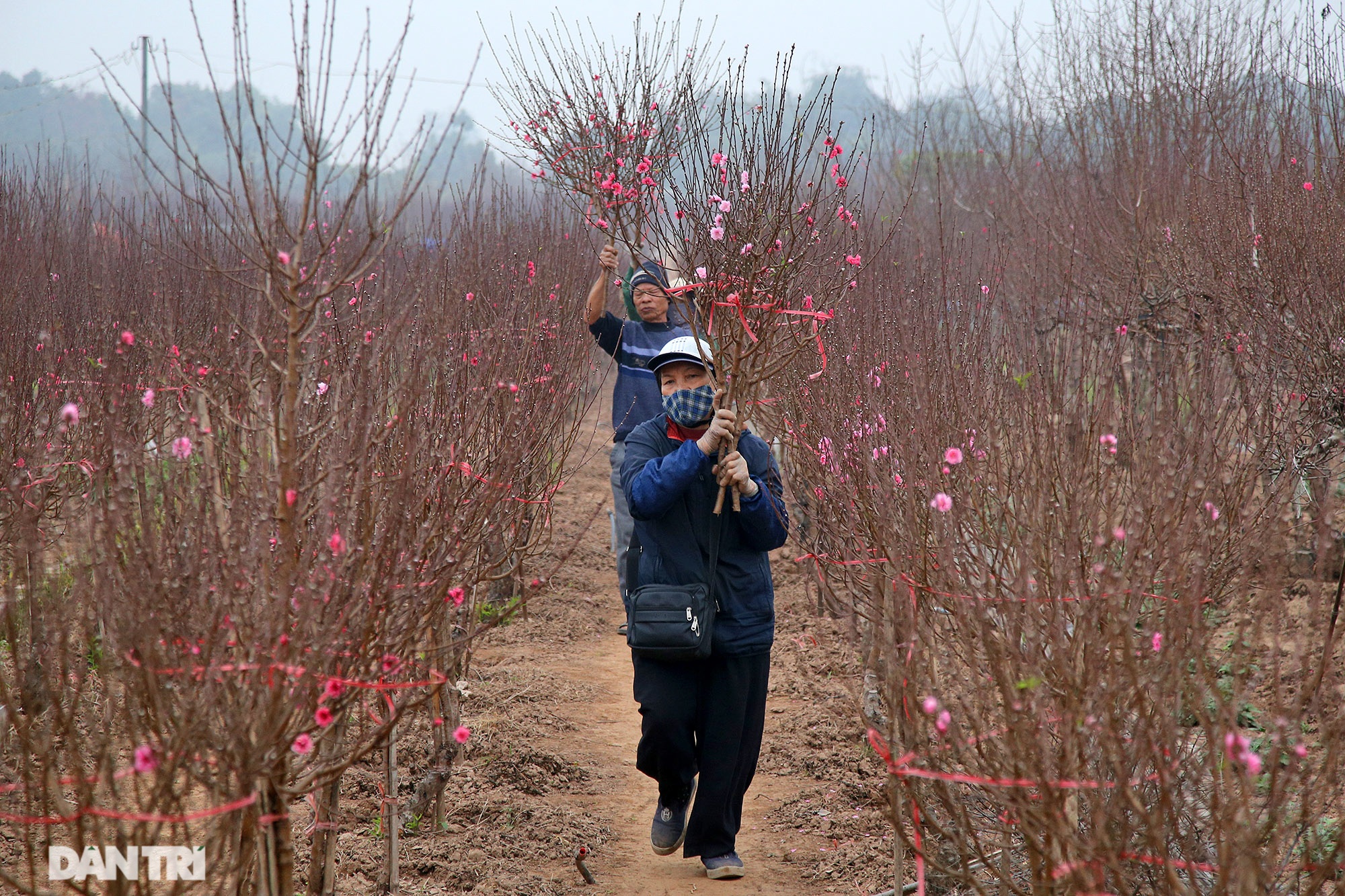 The bright red peach blossoms covered the vast Nhat Tan field - 6