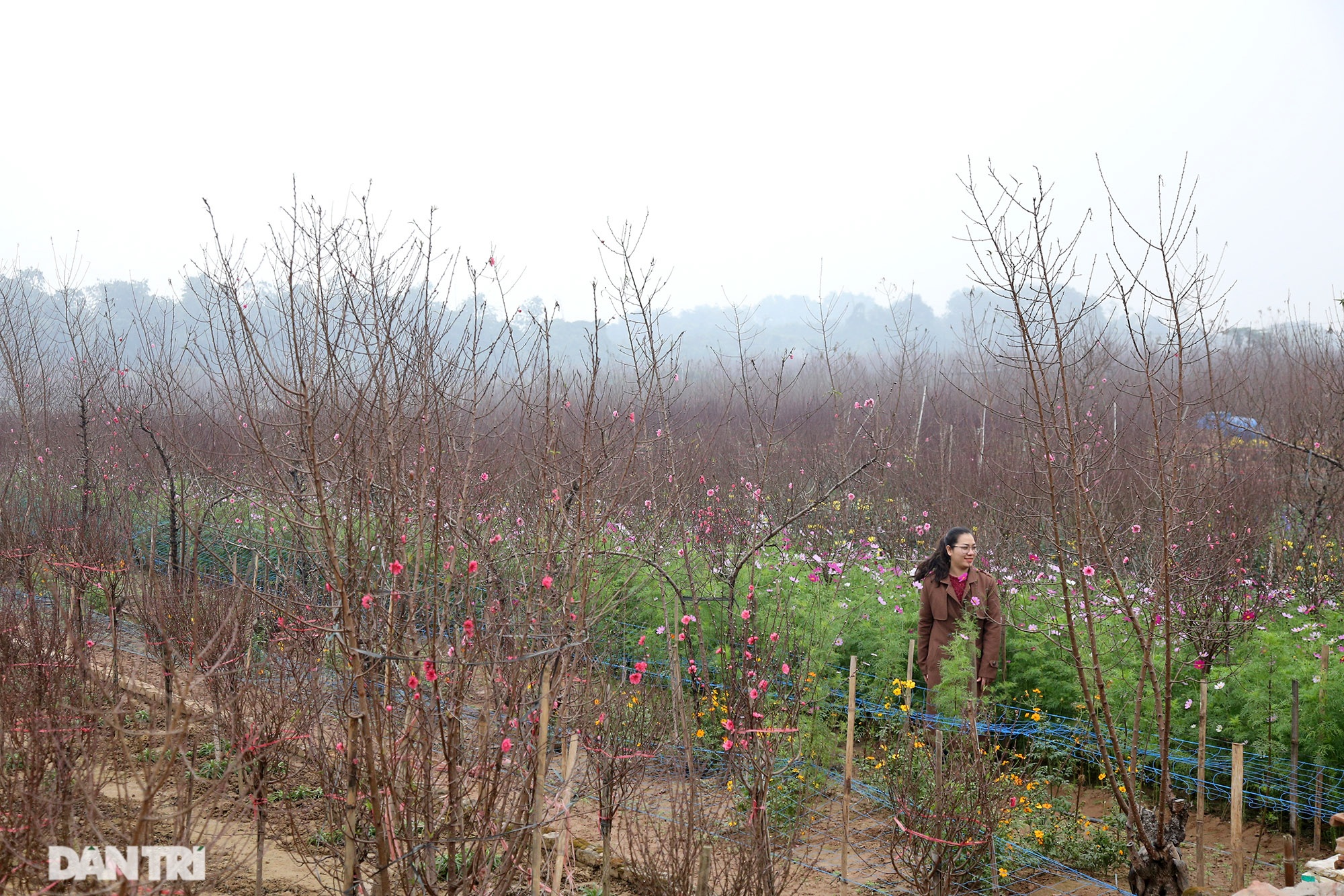 Bright red peach blossoms covered the vast Nhat Tan field - 7
