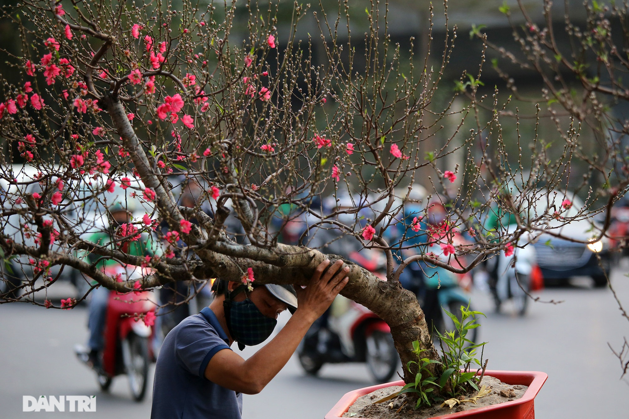 Chợ hoa bày bán trên đường phố Hà Nội đông khách bất chấp dịch Covid-19 - 10 Chợ hoa bày bán trên đường phố Hà Nội đông khách bất chấp dịch Covid-19 - 10