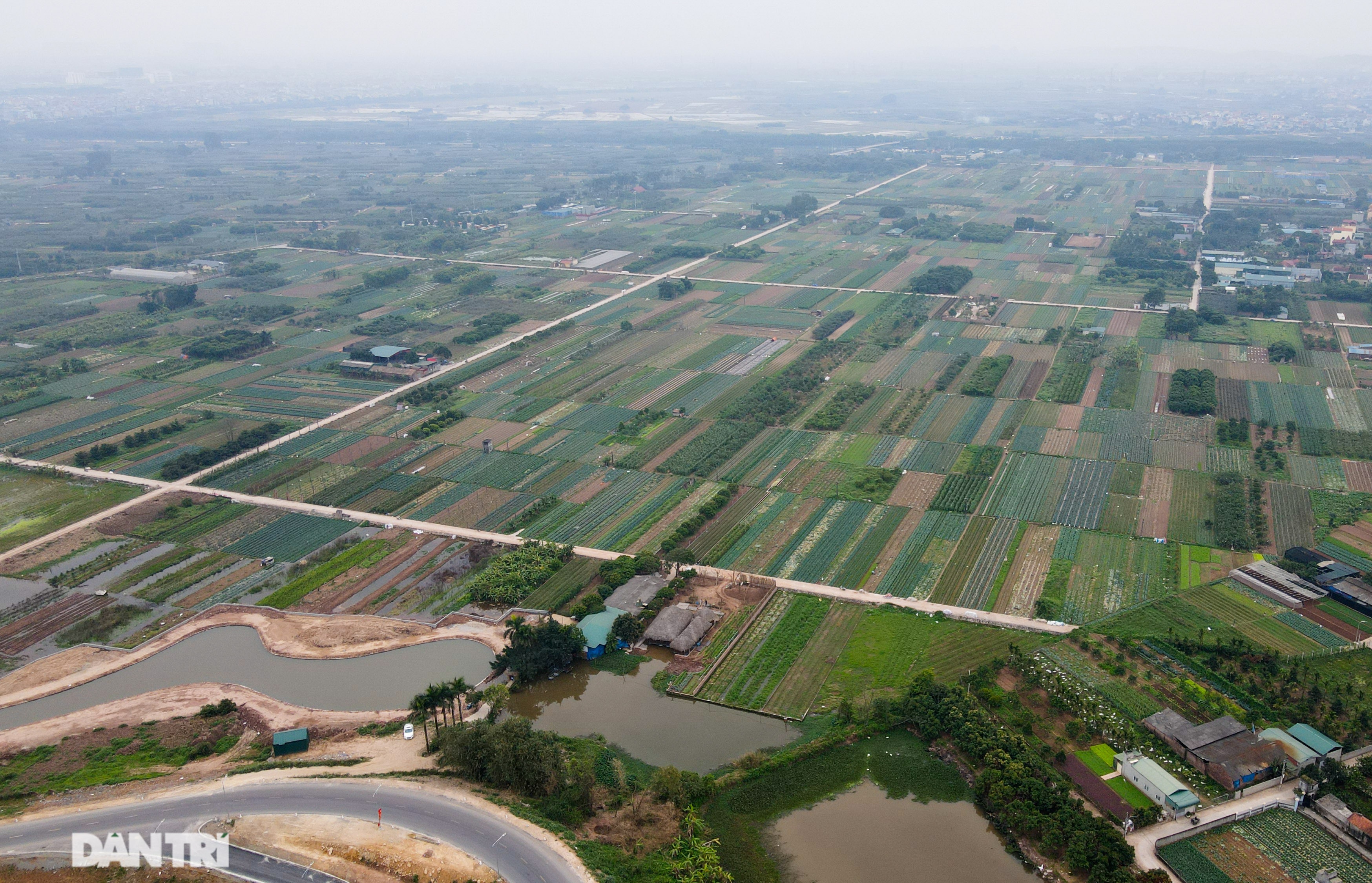 Nông dân ở Hà Nội khóc ròng vì rau xanh rớt giá thê thảm, khó tiêu thụ