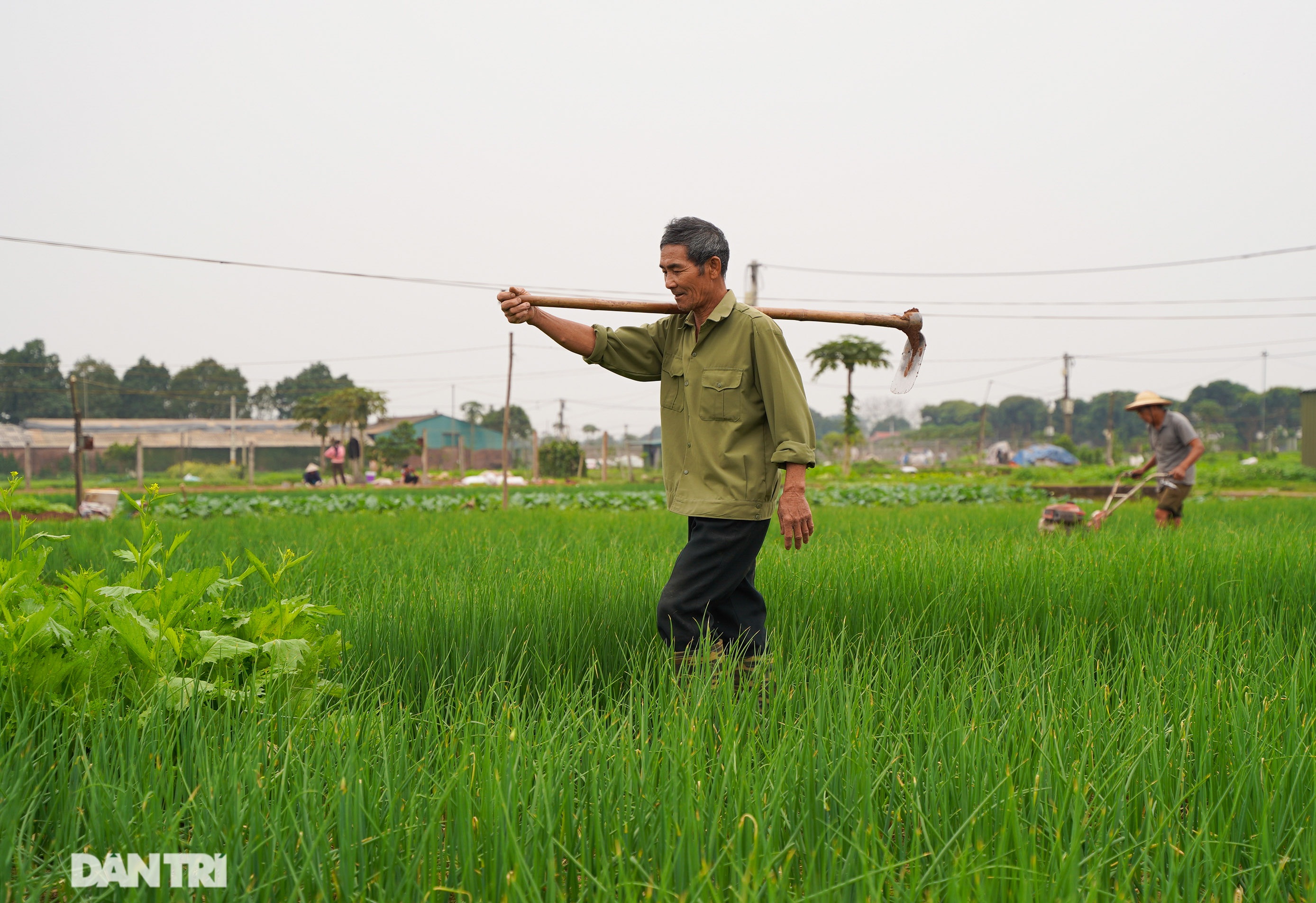 Nông dân ở Hà Nội khóc ròng vì rau xanh rớt giá thê thảm, khó tiêu thụ - 16