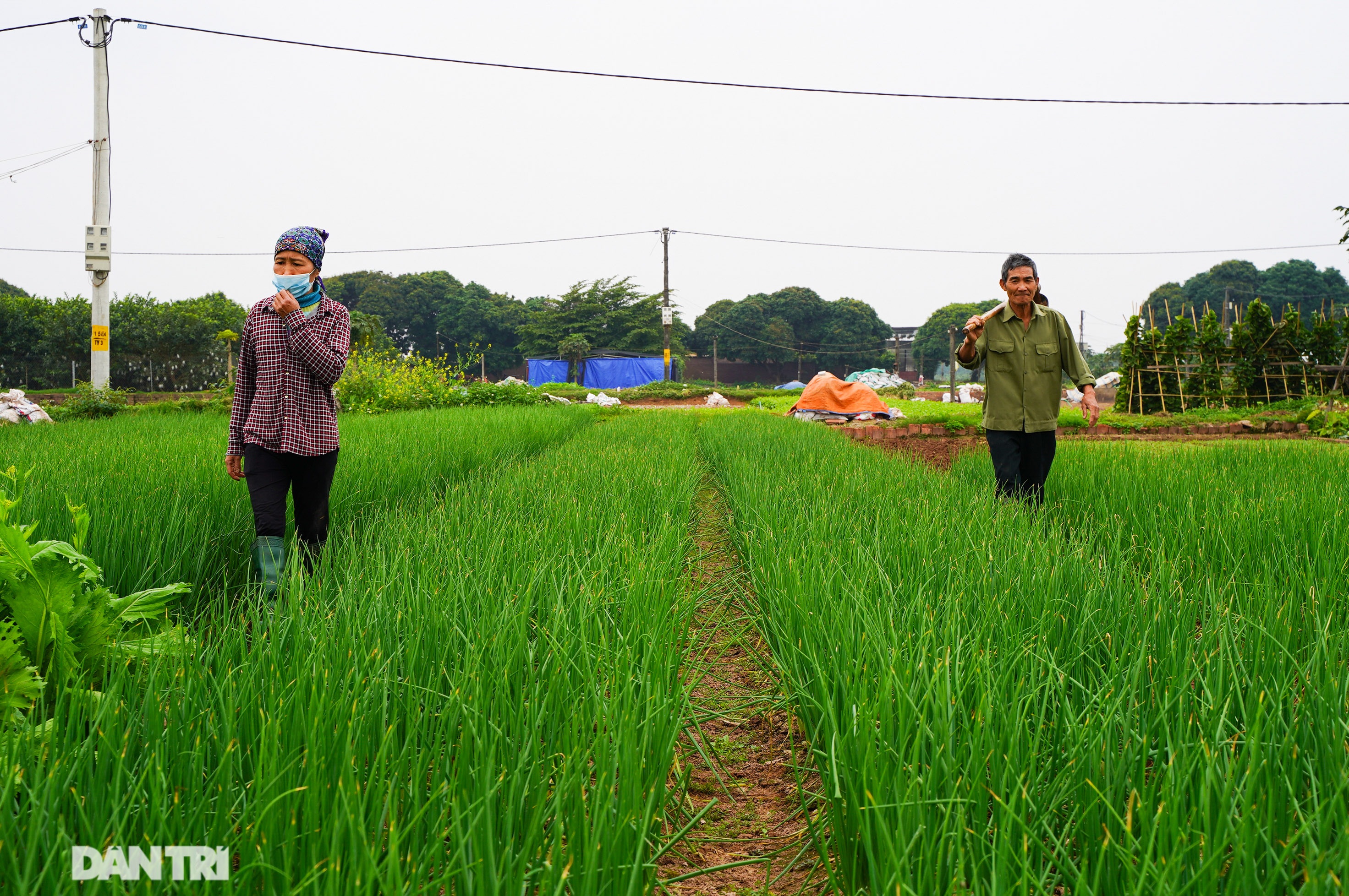 Nông dân ở Hà Nội khóc ròng vì rau xanh rớt giá thê thảm, khó tiêu thụ - 8