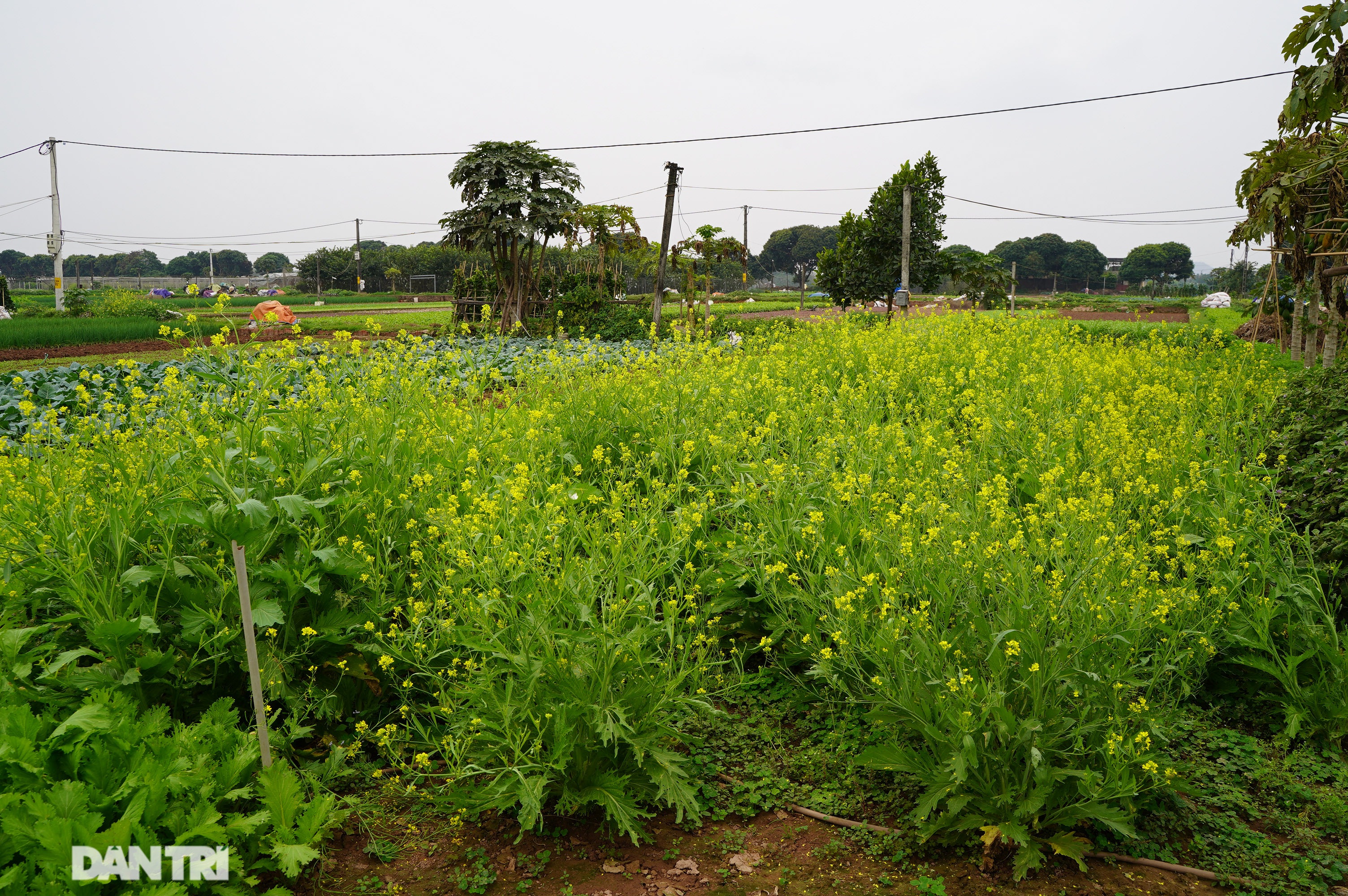 Nông dân ở Hà Nội khóc ròng vì rau xanh rớt giá thê thảm, khó tiêu thụ - 15