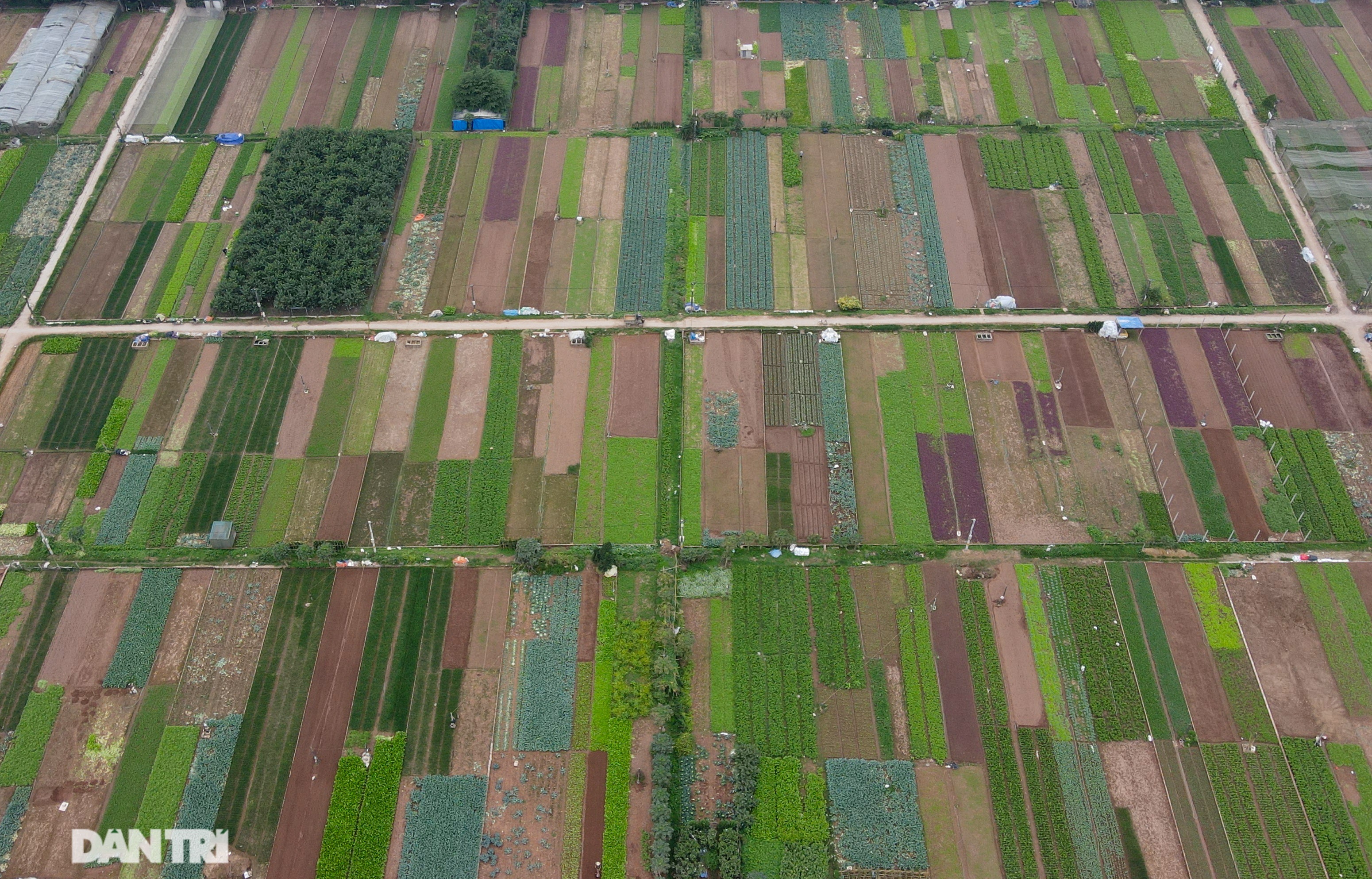 Nông dân ở Hà Nội khóc ròng vì rau xanh rớt giá thê thảm, khó tiêu thụ - 1