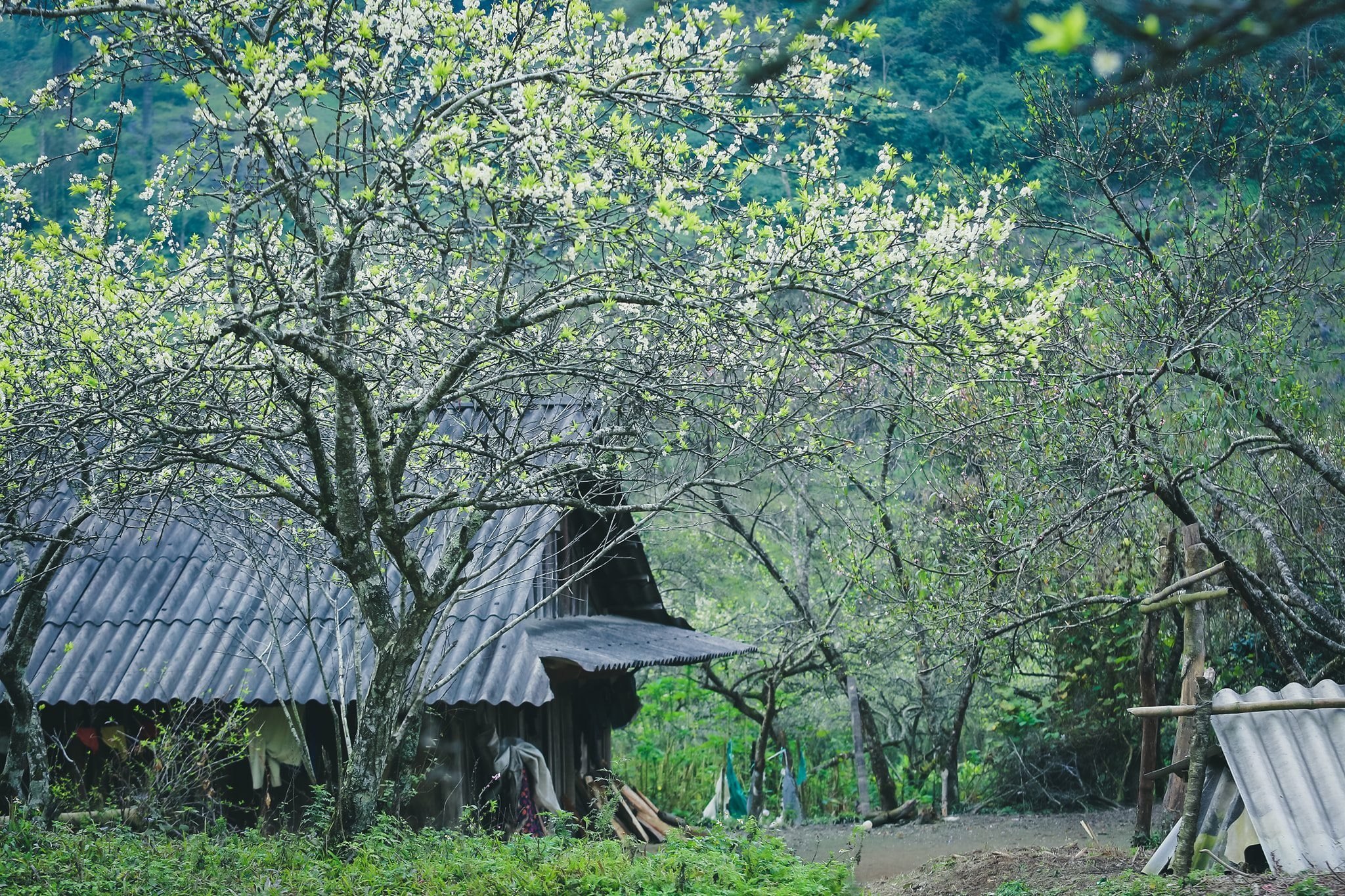 Mường Lống 